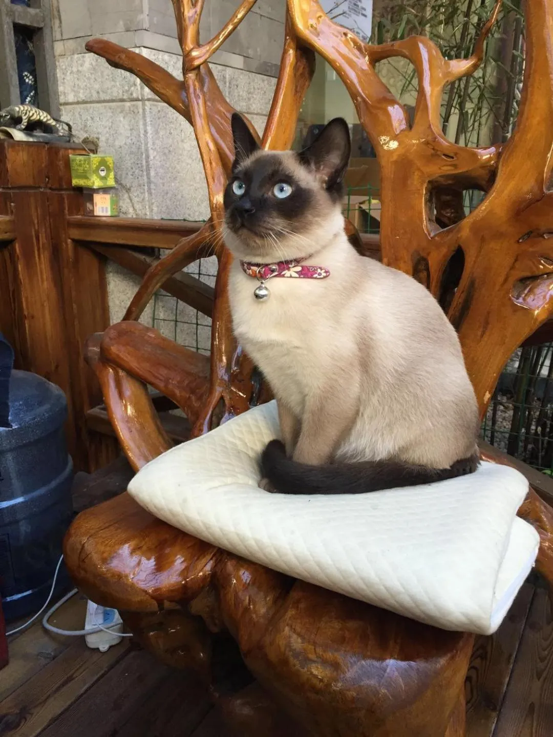 Pets in Old Story Inn Dali Ancient Town