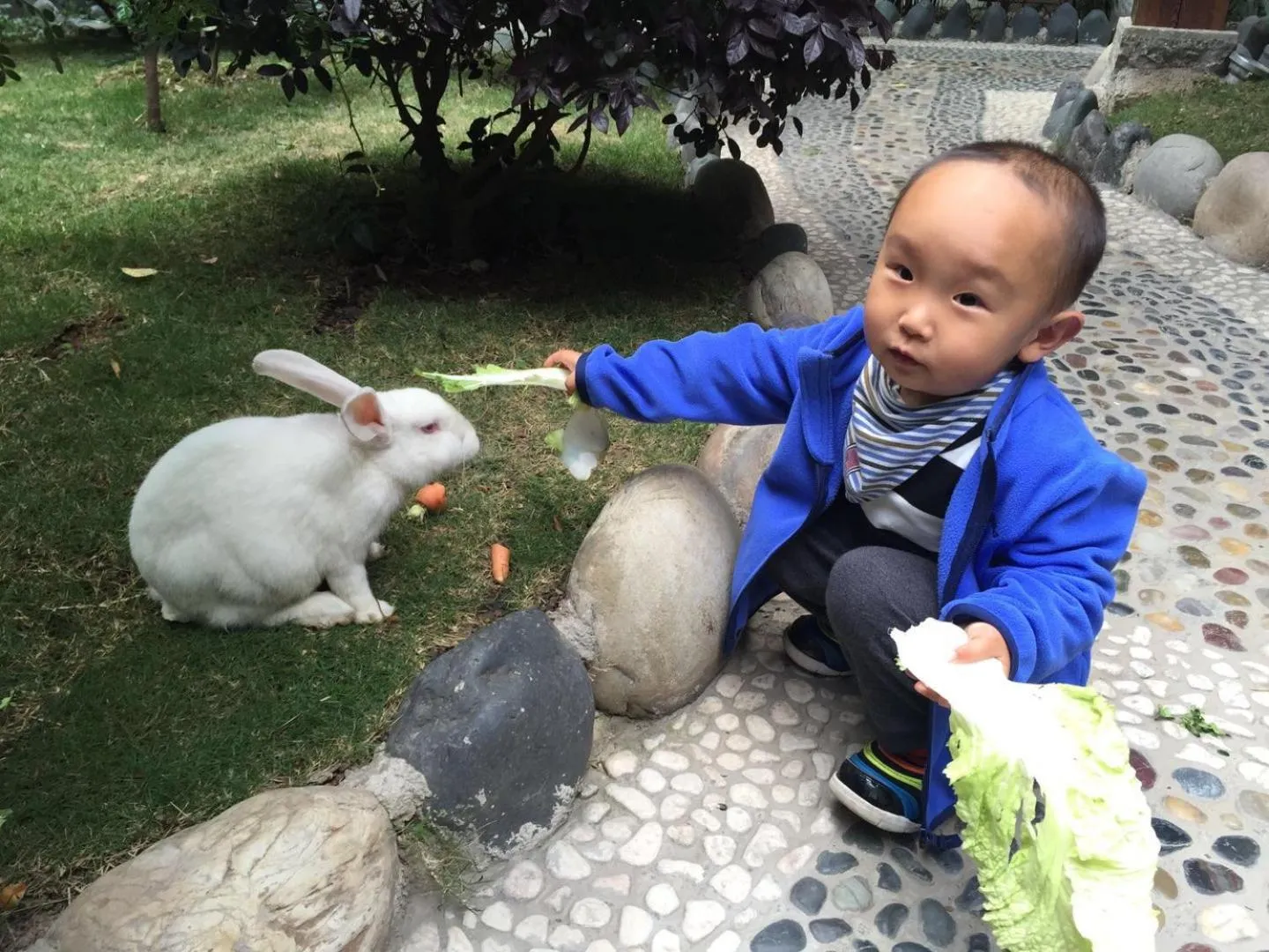 Pets in Old Story Inn Dali Ancient Town