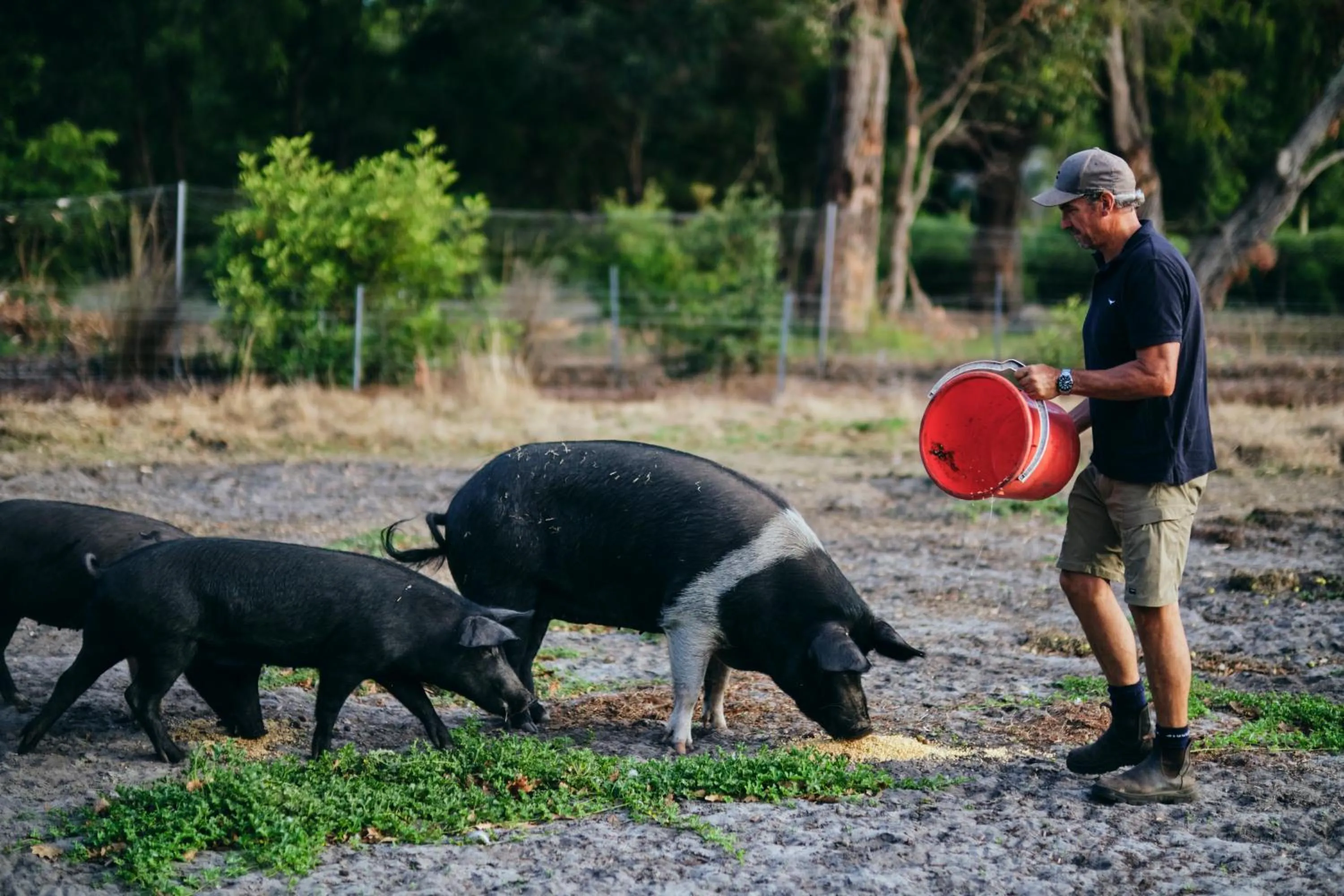 Animals in Burnside Organic Farm