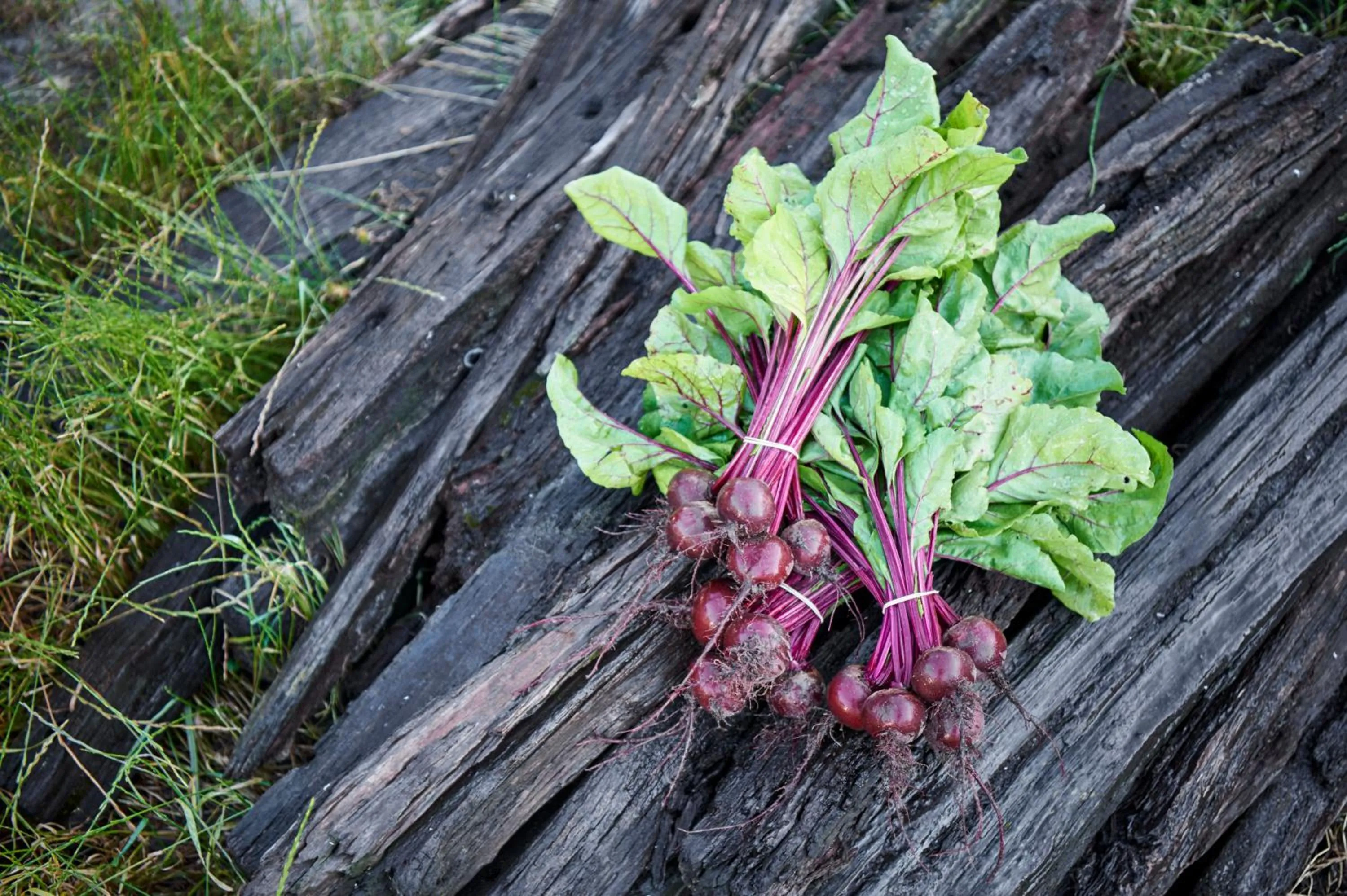 Spring in Burnside Organic Farm