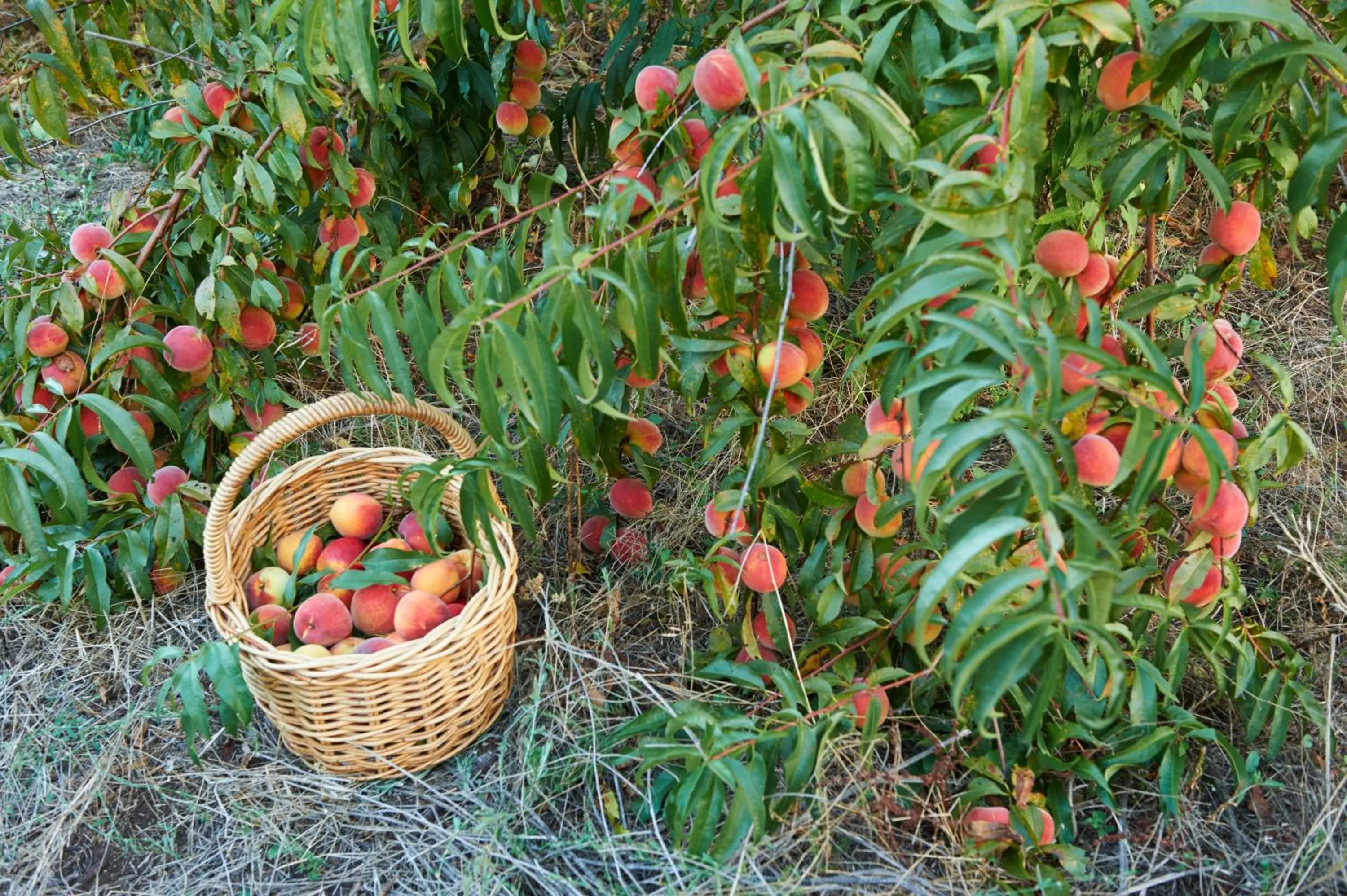 Summer in Burnside Organic Farm