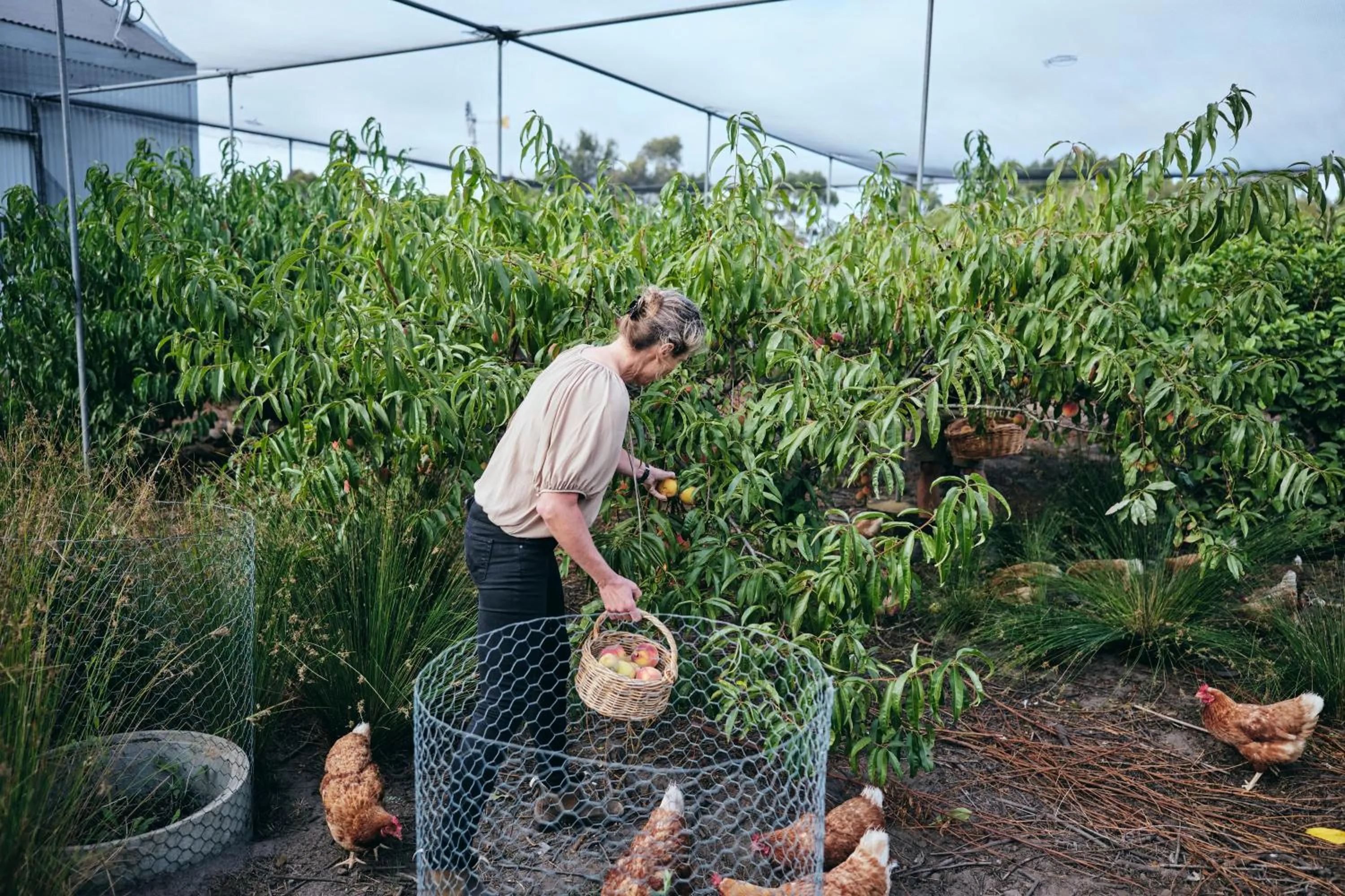 Natural landscape in Burnside Organic Farm