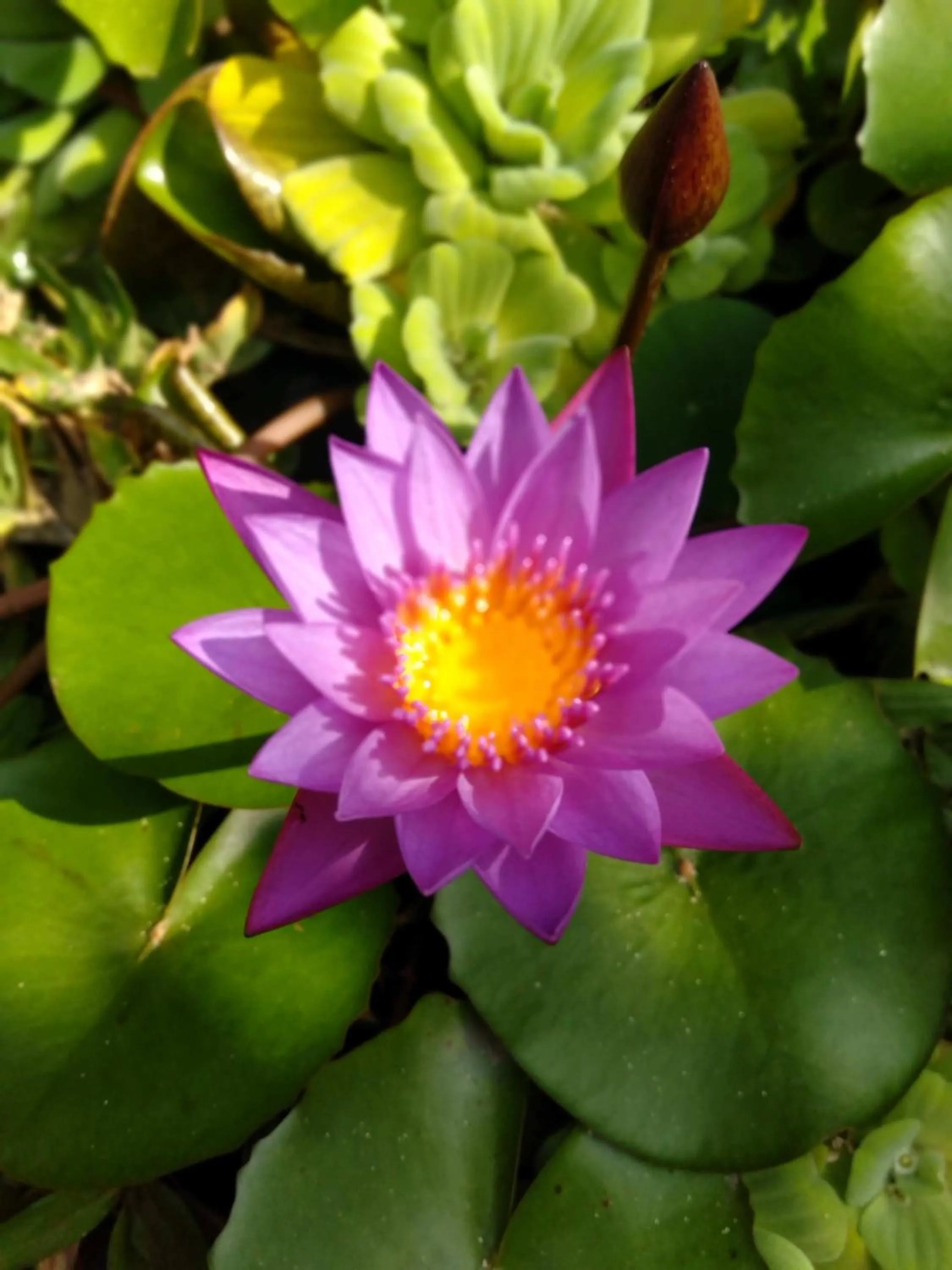 Garden in Prasanti Bed & Breakfast