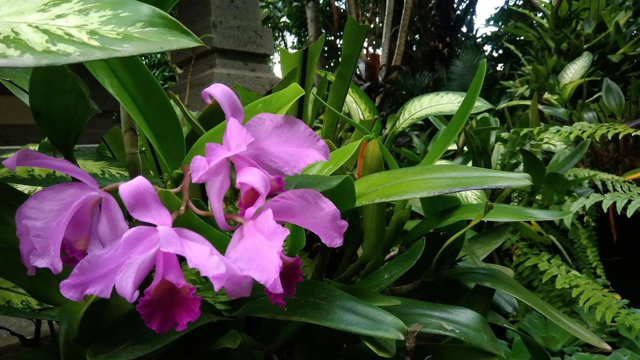 Garden in Prasanti Bed & Breakfast