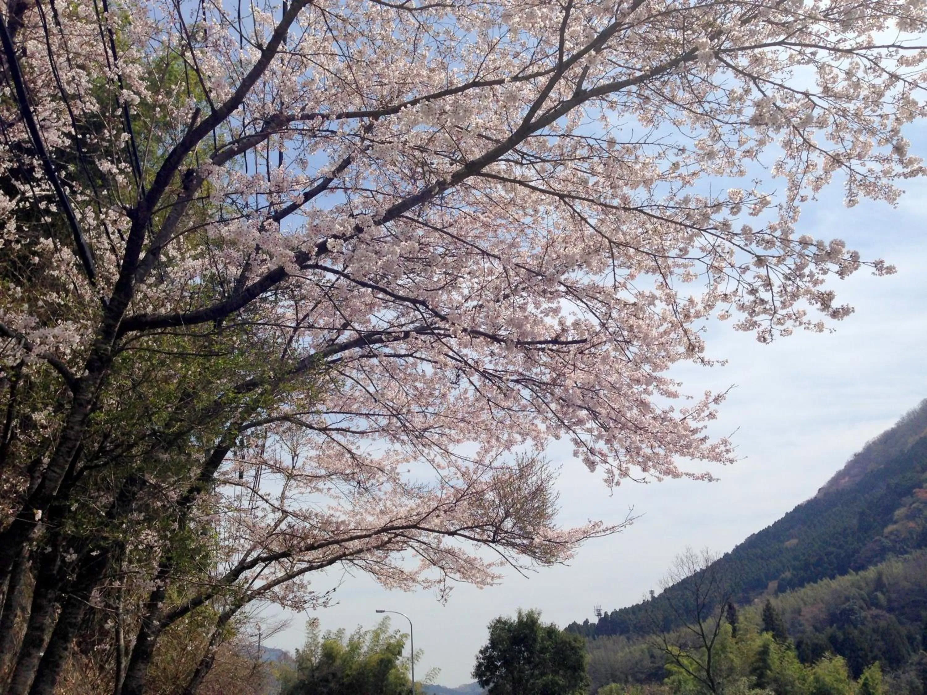 Spring in Ryokan Yamashiroya