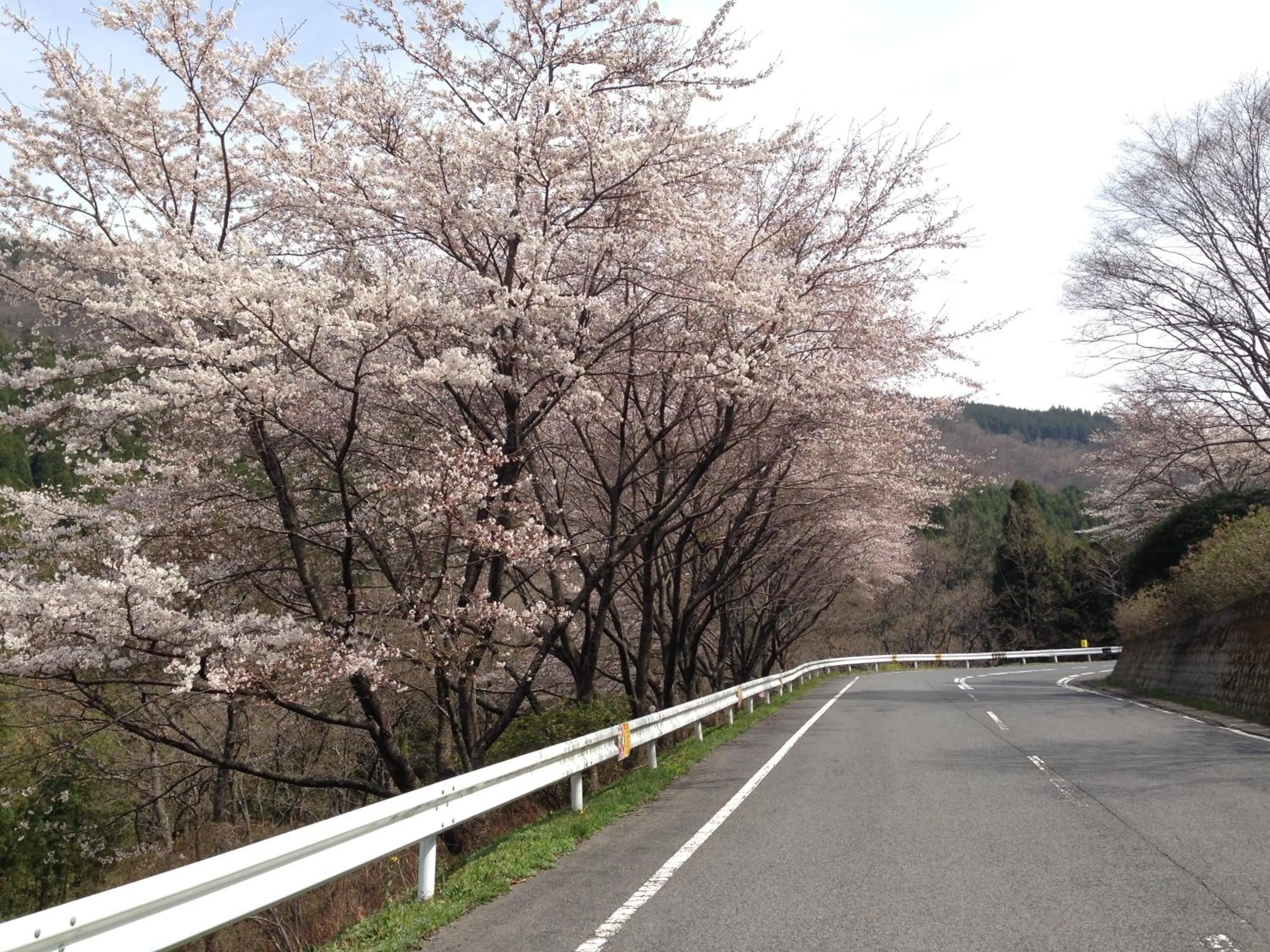 Spring in Ryokan Yamashiroya