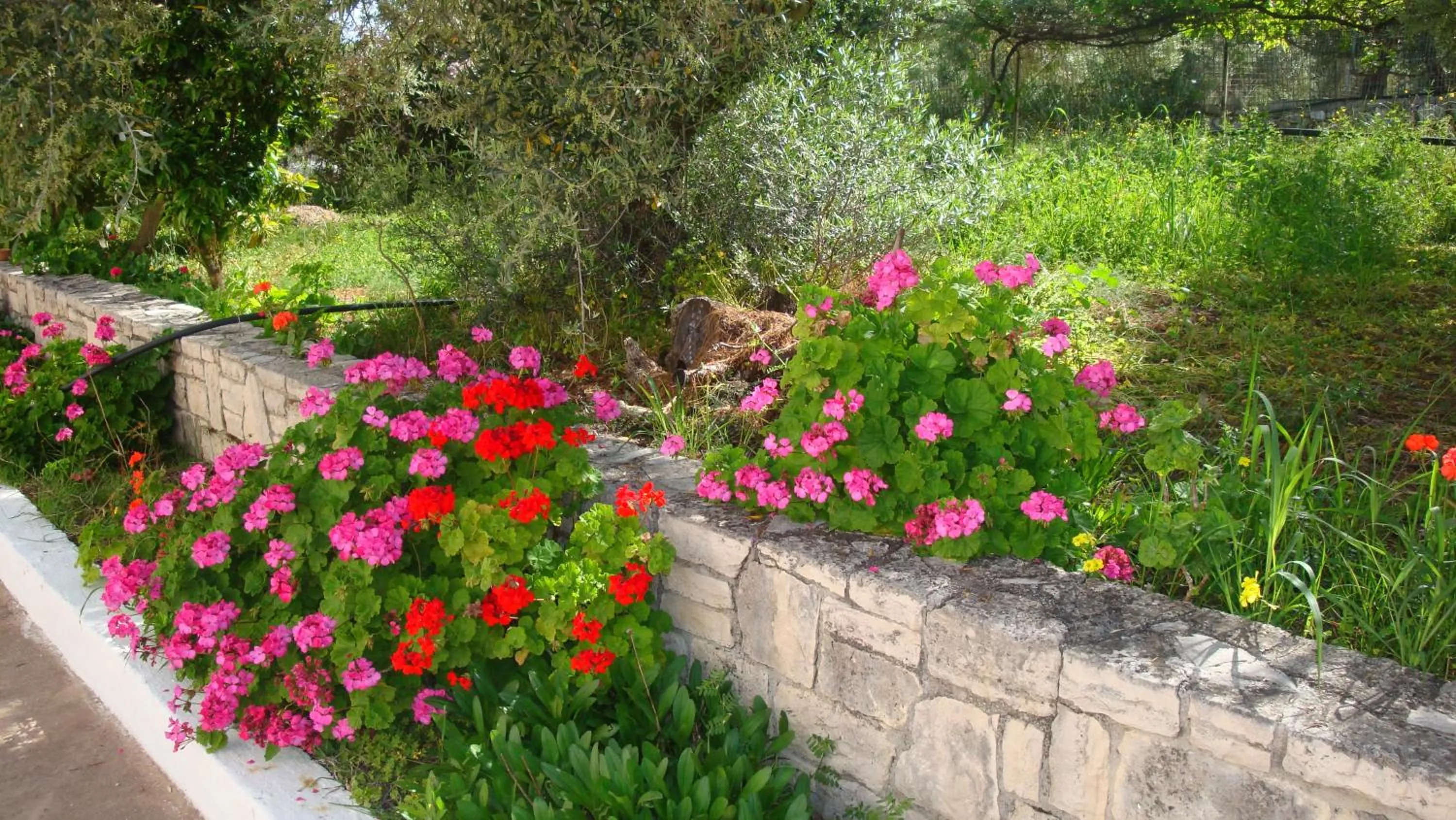 Garden in Calamon Apartments