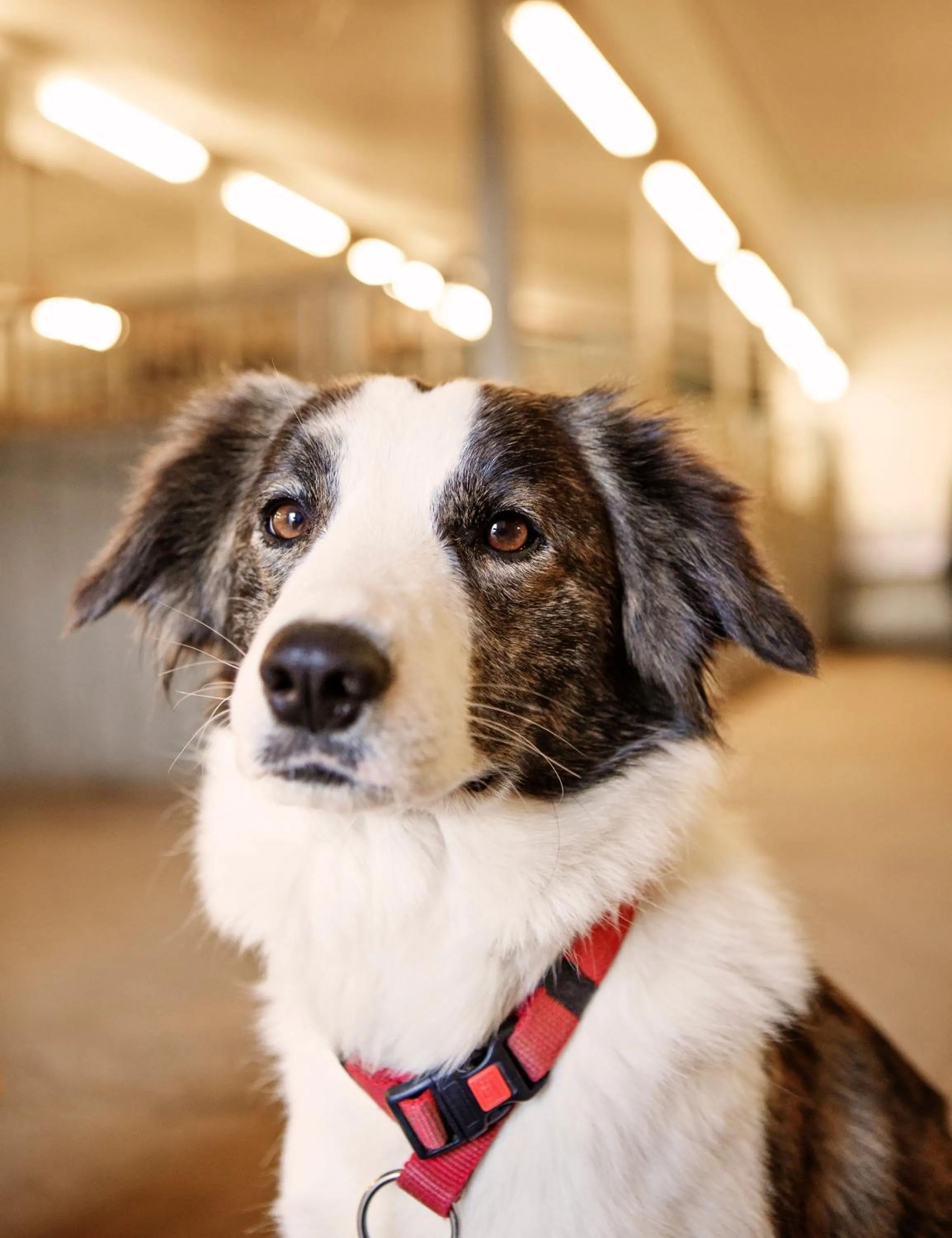Pets in Hestaland Guesthouse Horse Farm Stay
