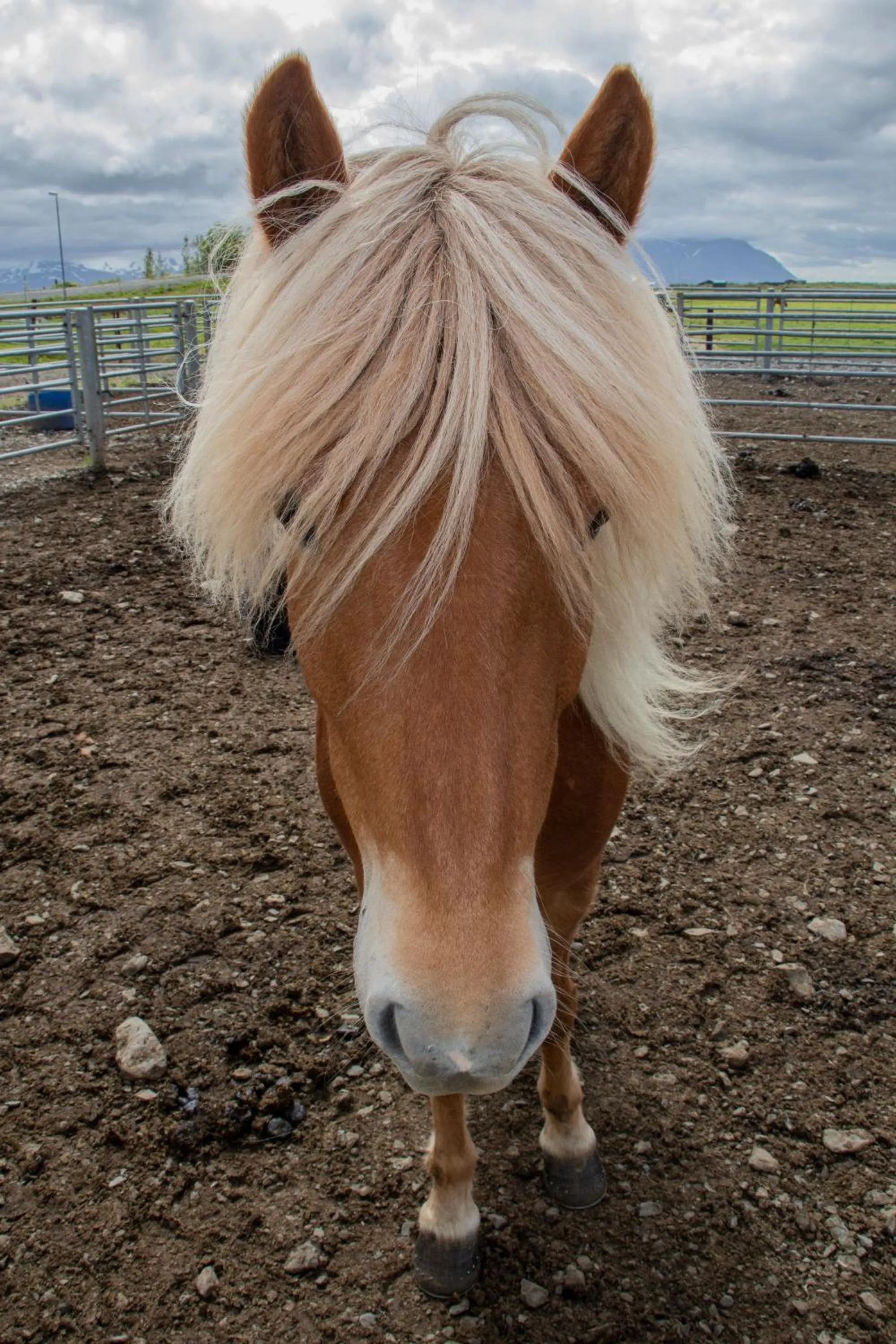 Animals in Hestaland Guesthouse Horse Farm Stay