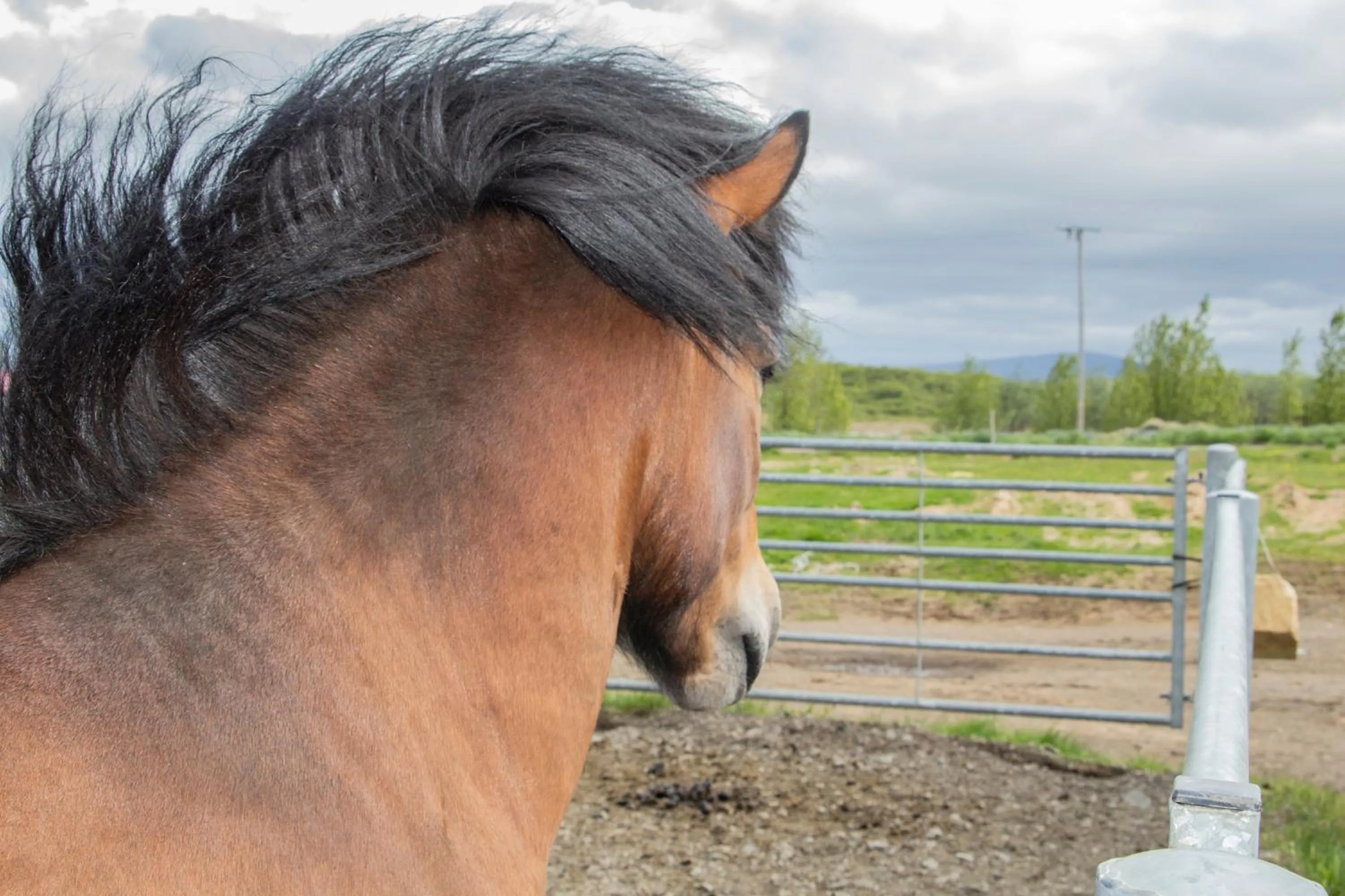 Animals in Hestaland Guesthouse Horse Farm Stay