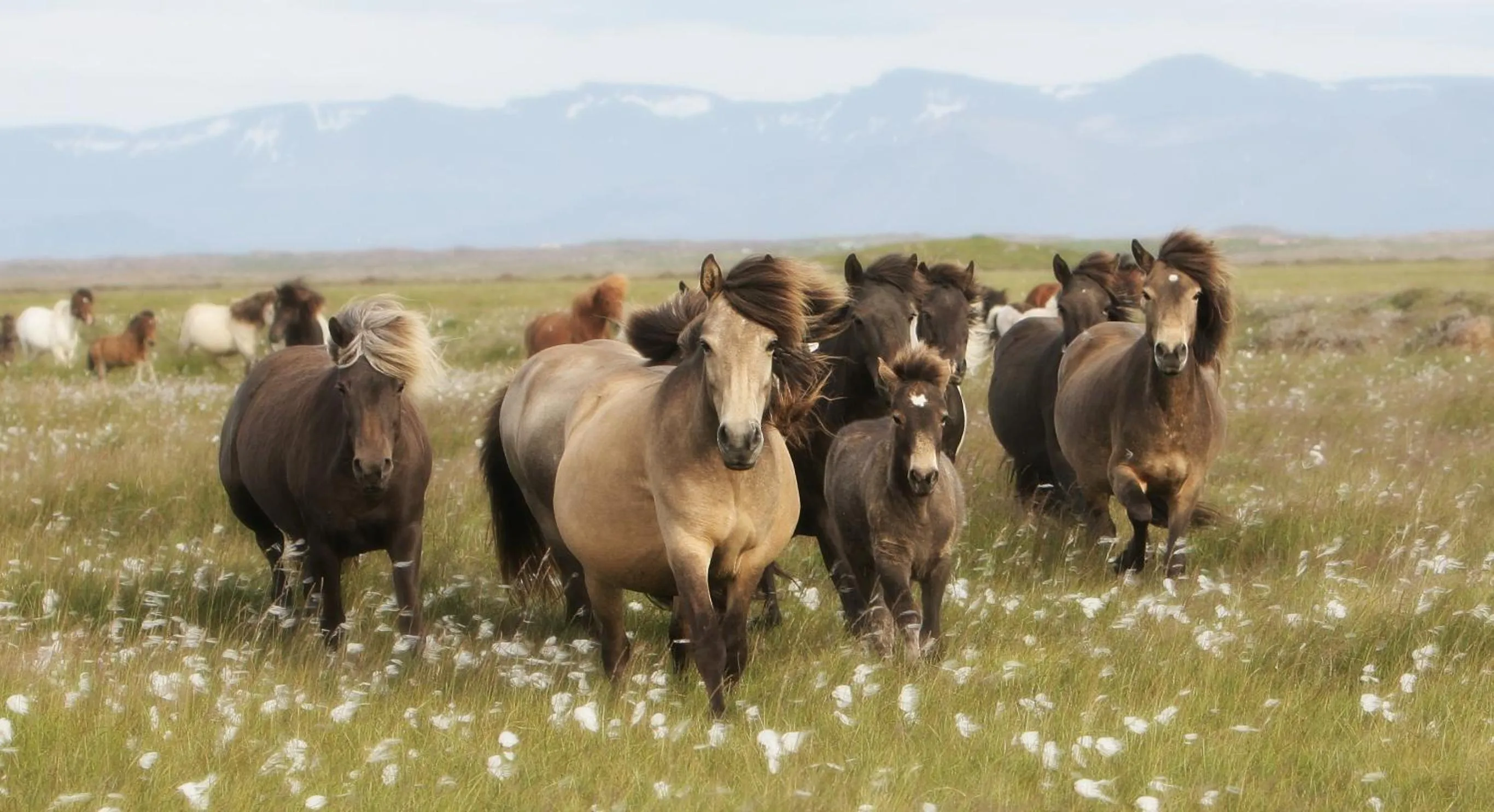 Animals in Hestaland Guesthouse Horse Farm Stay