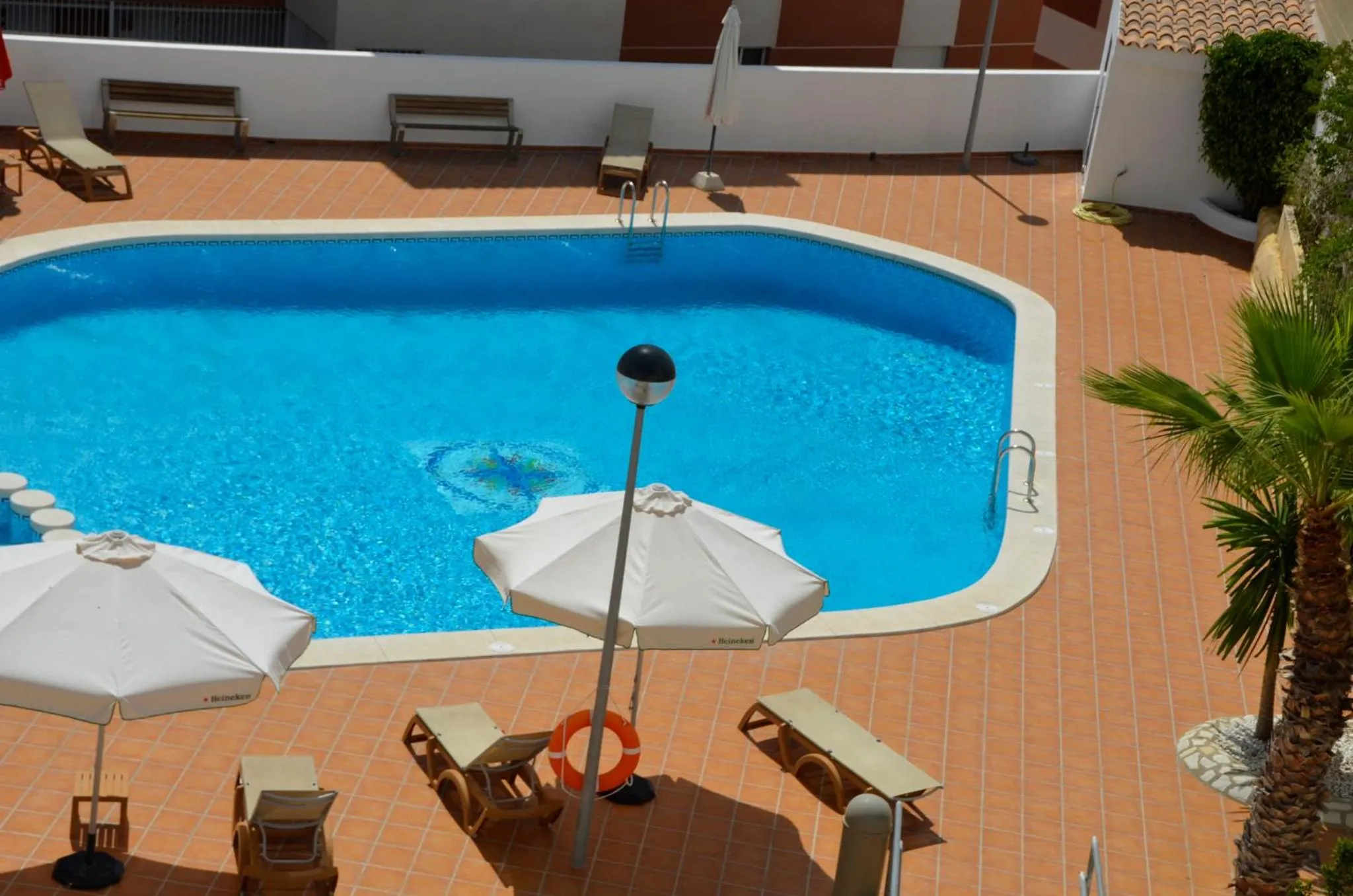 Day in La Familia Gallo Rojo