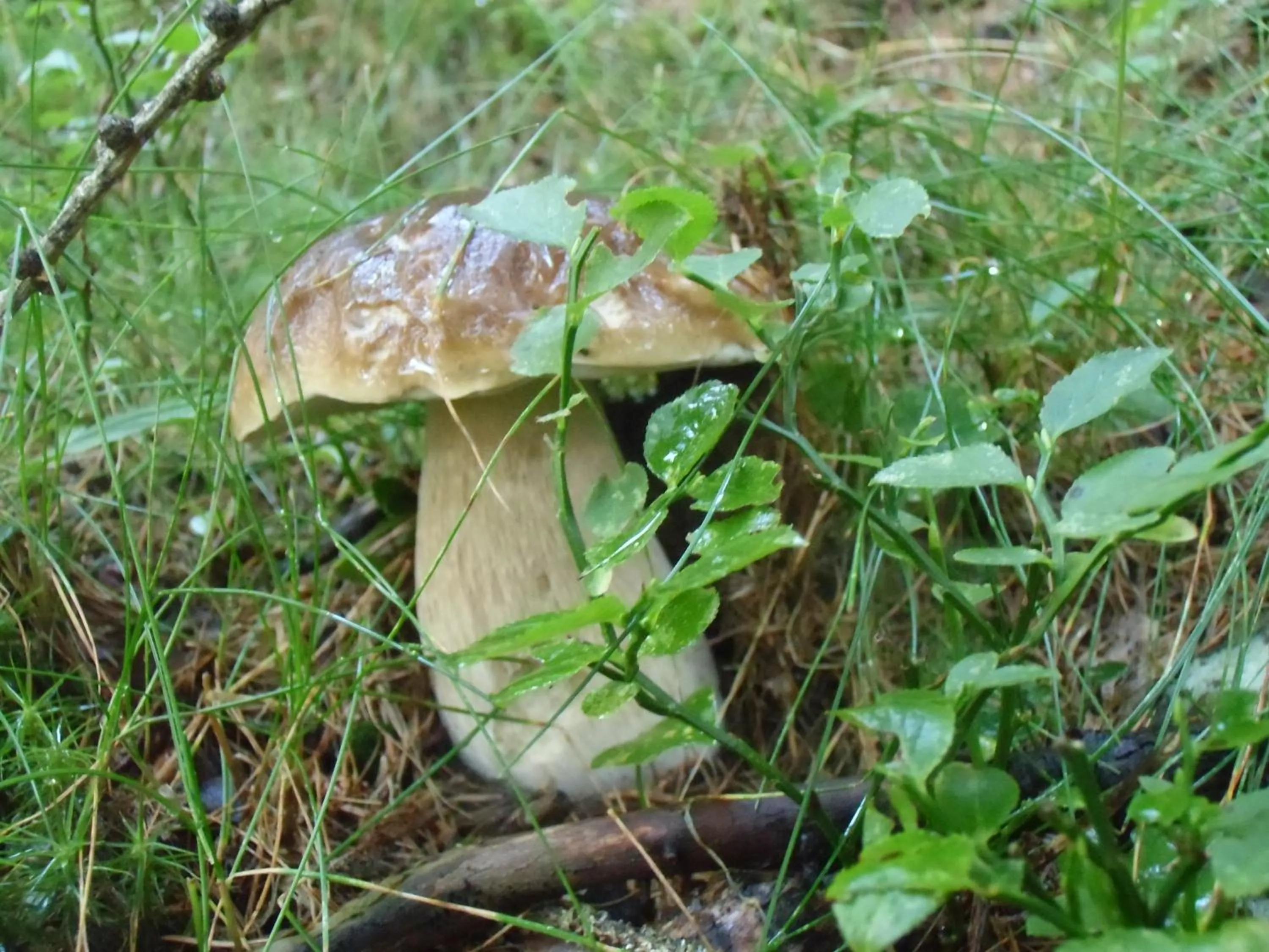 Other in Locanda La Ruscoletta