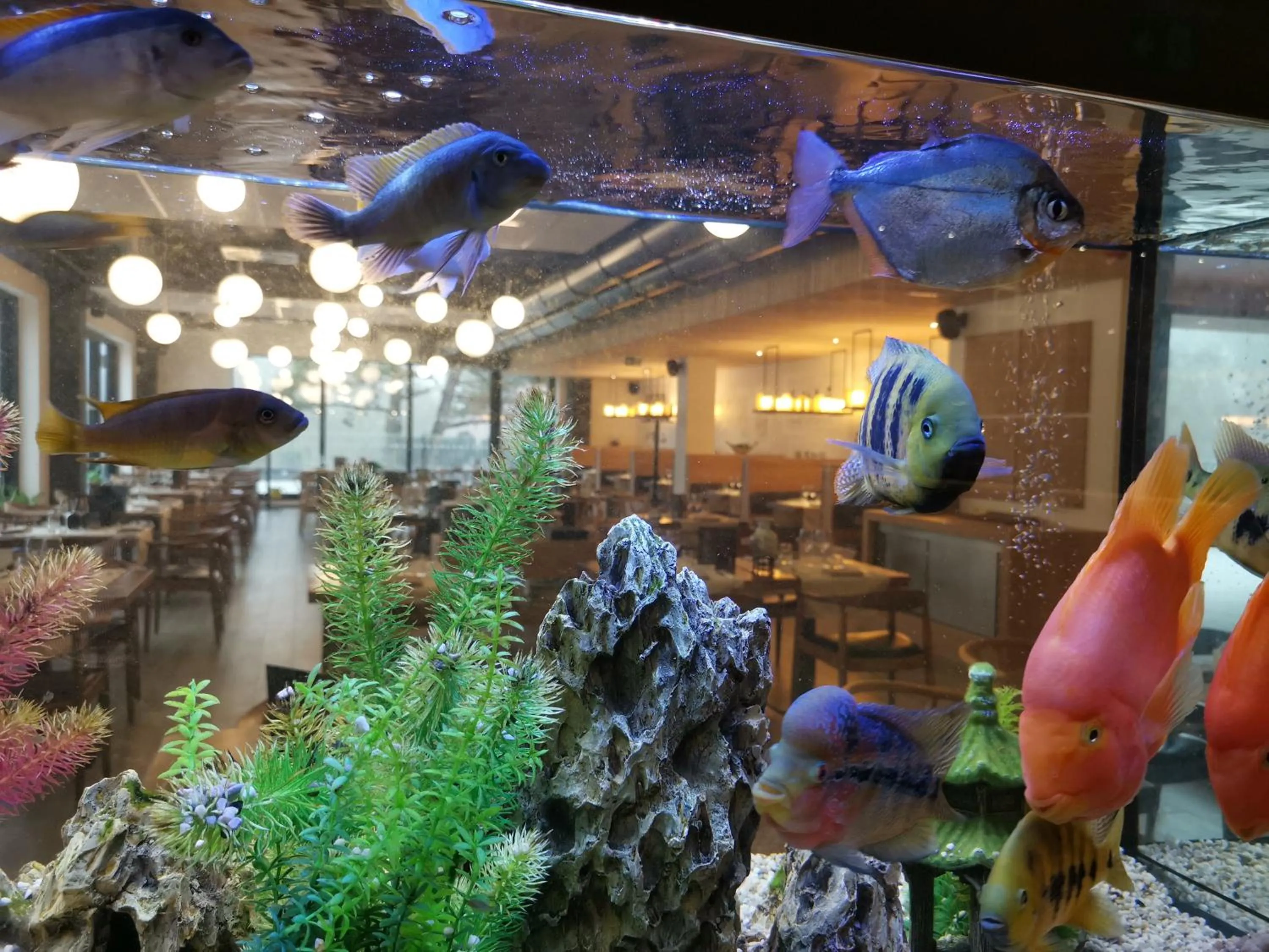 Animals in cité impériale ye