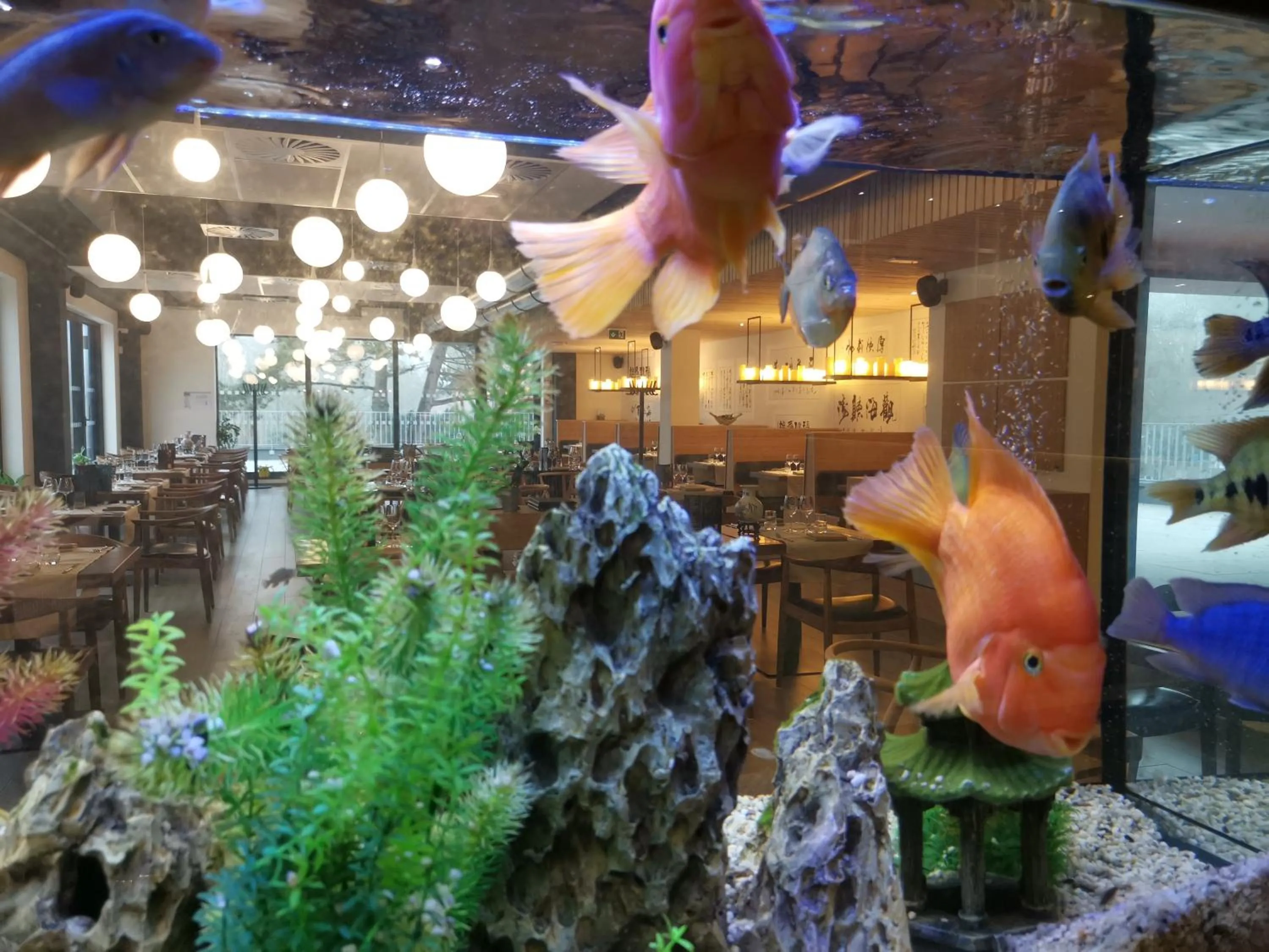 Animals in cité impériale ye