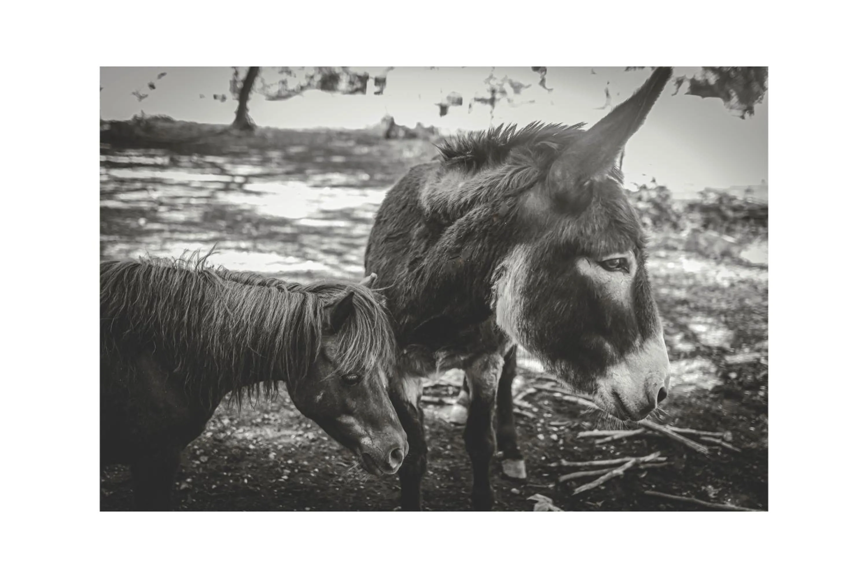 Animals in Logis Hôtel Restaurant du Parc