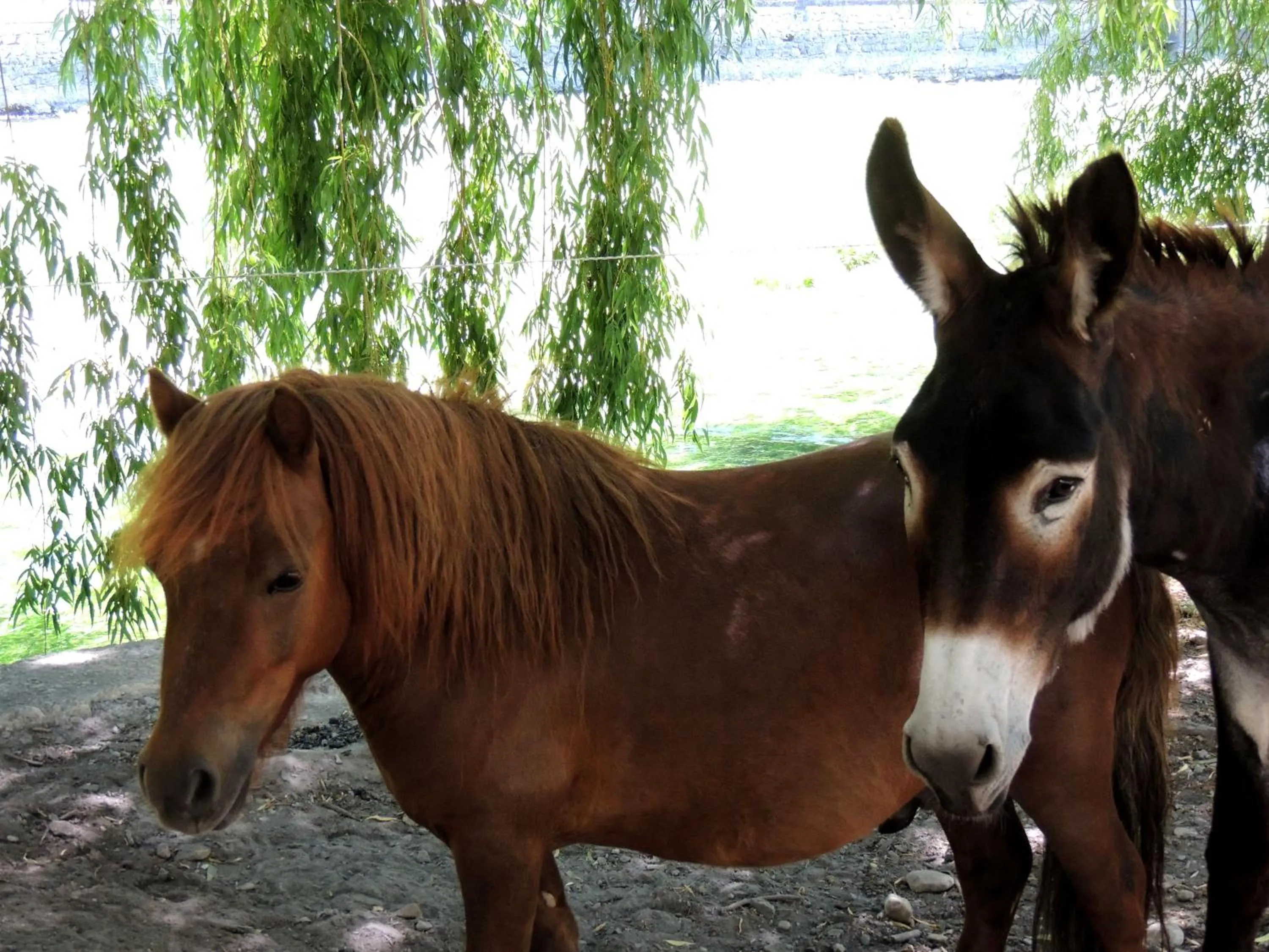 Animals in Logis Hôtel Restaurant du Parc