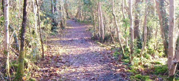 Natural landscape in Platinum Lakeside Lodge at Mullans Bay