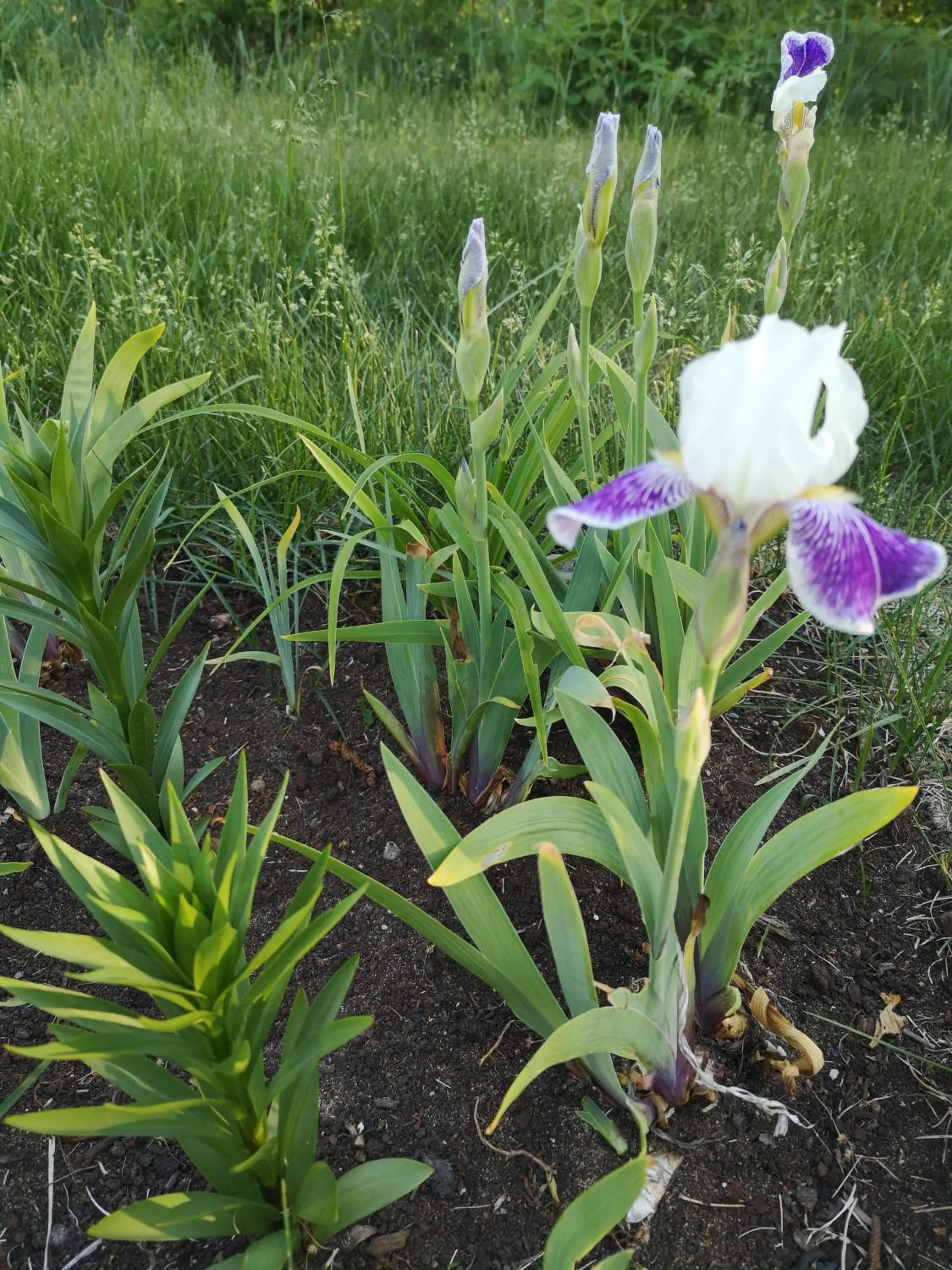 Garden in Au Cachalot Caché le gîte hôtel