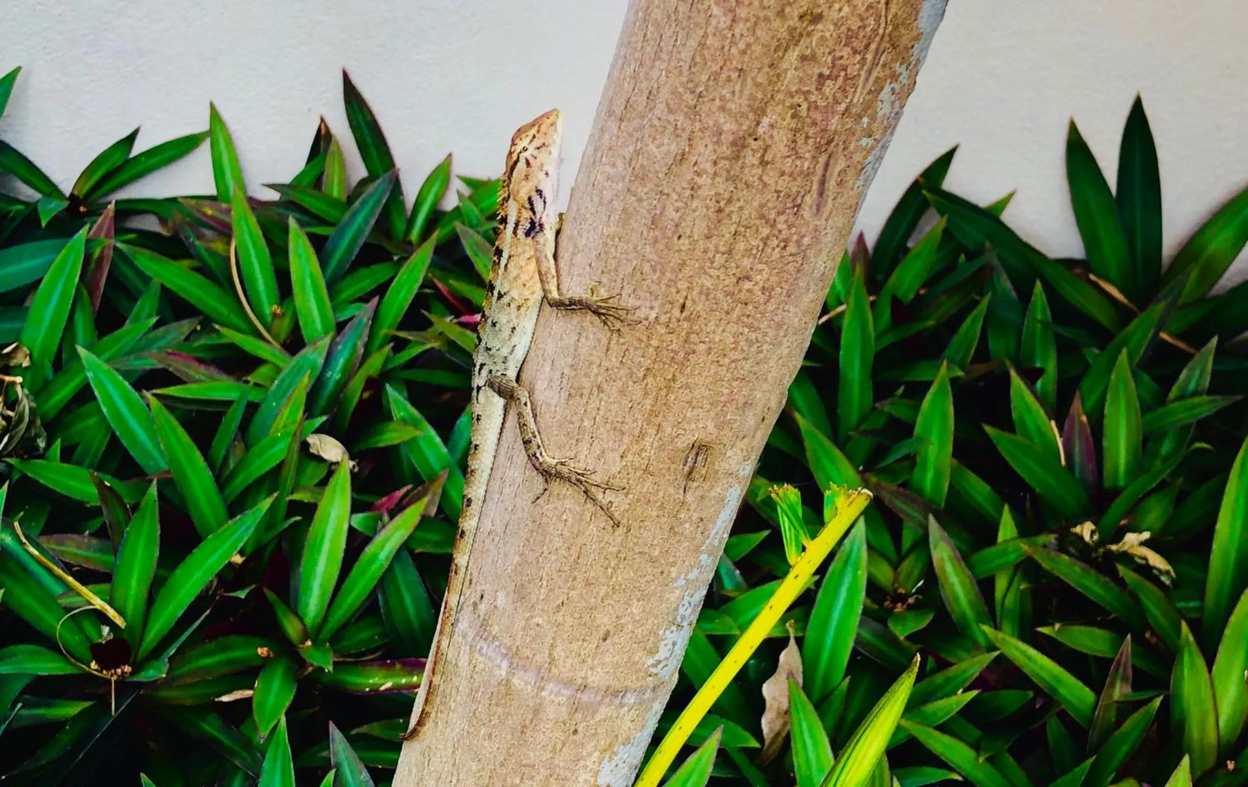 Koh Phangan Pavilions Serviced Apartments