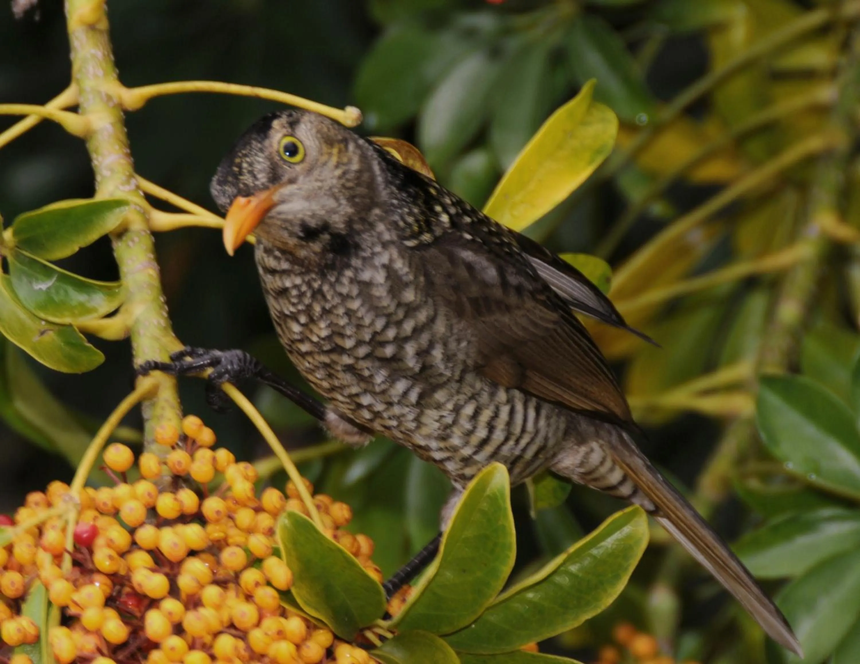 Garden in Yarrahapinni Homestead