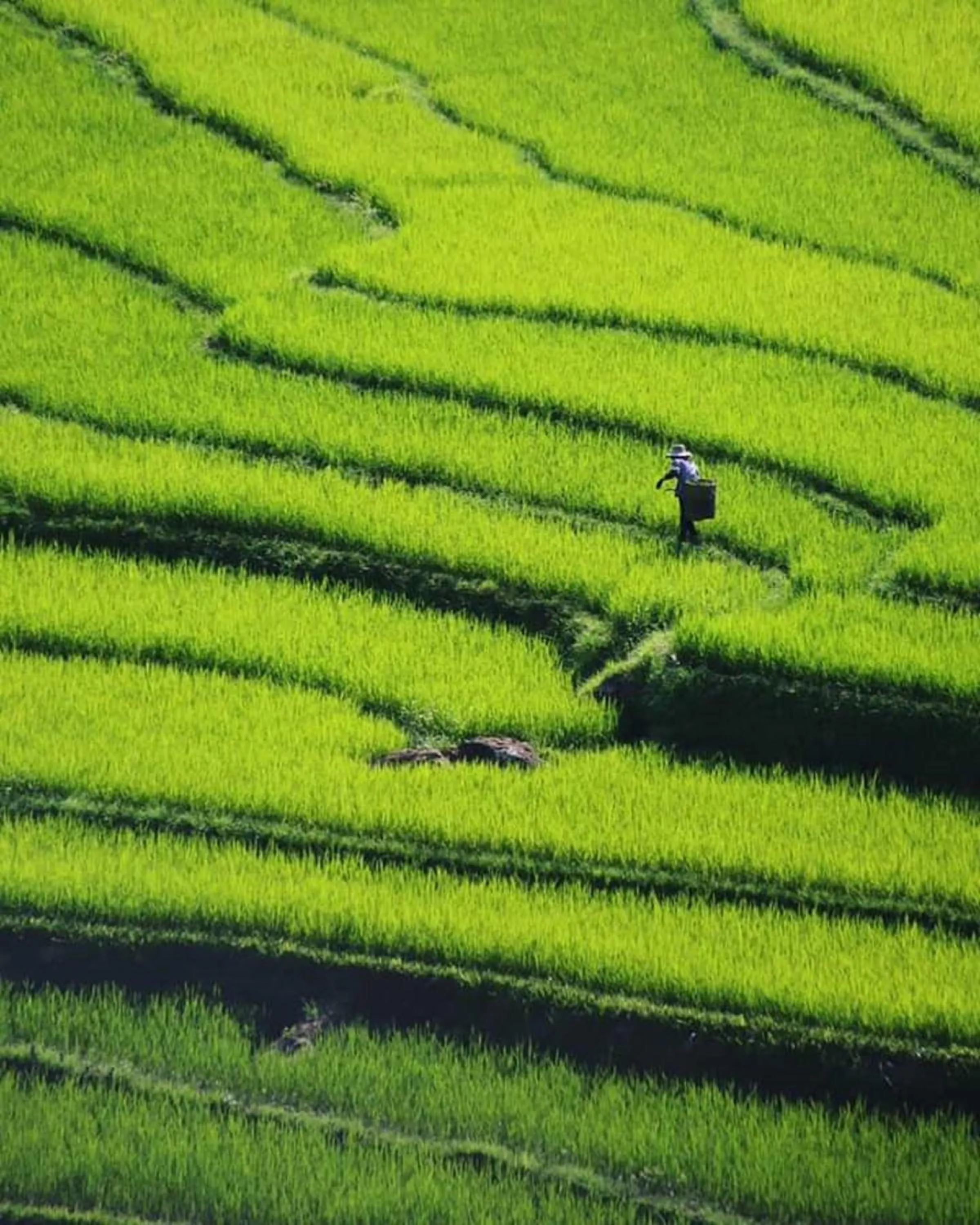 Natural landscape in PU LUONG BOUTIQUE GARDEN
