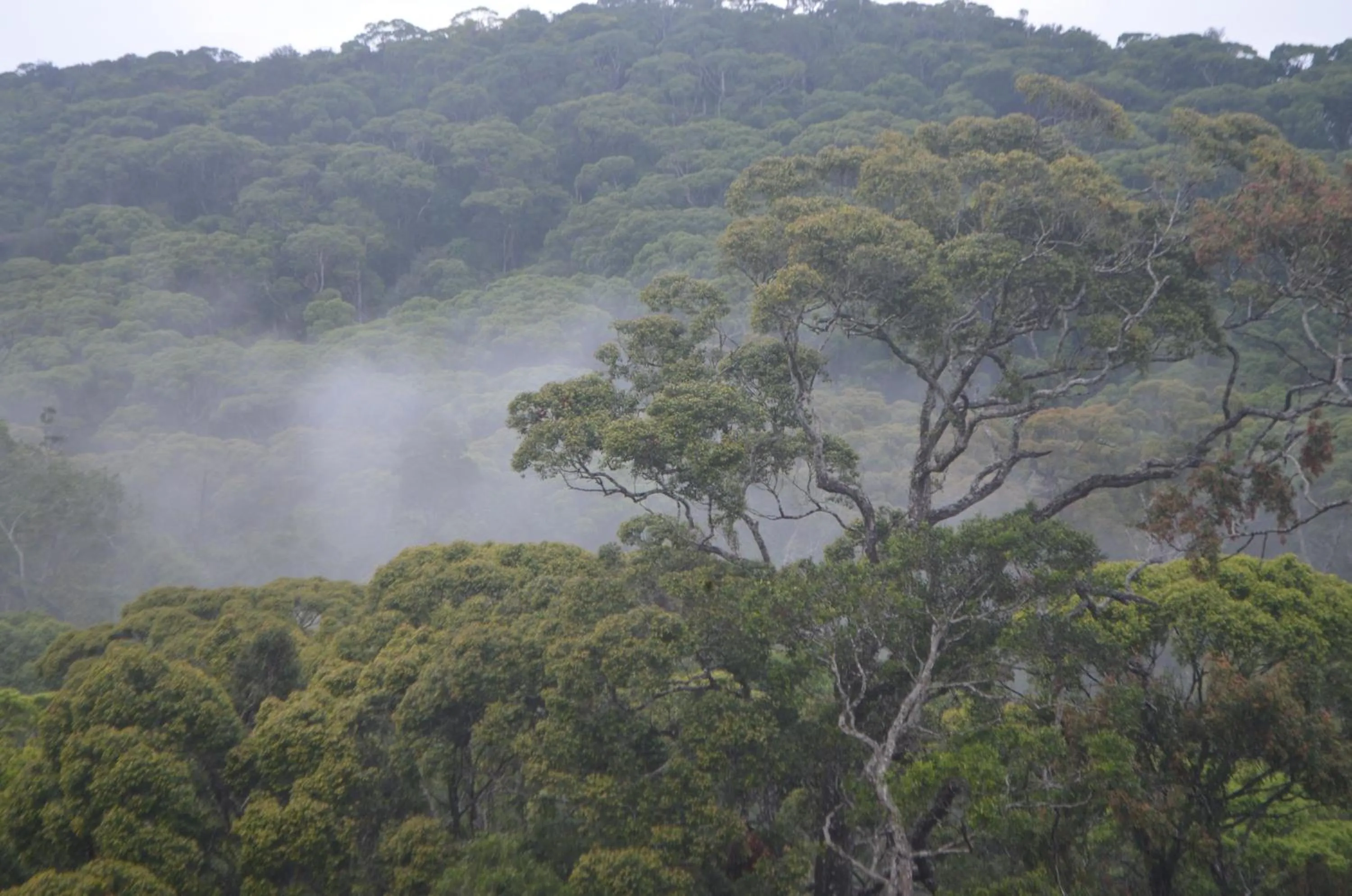On site in The Rainforest Ecolodge - Sinharaja with Shuttle Service from Car Park