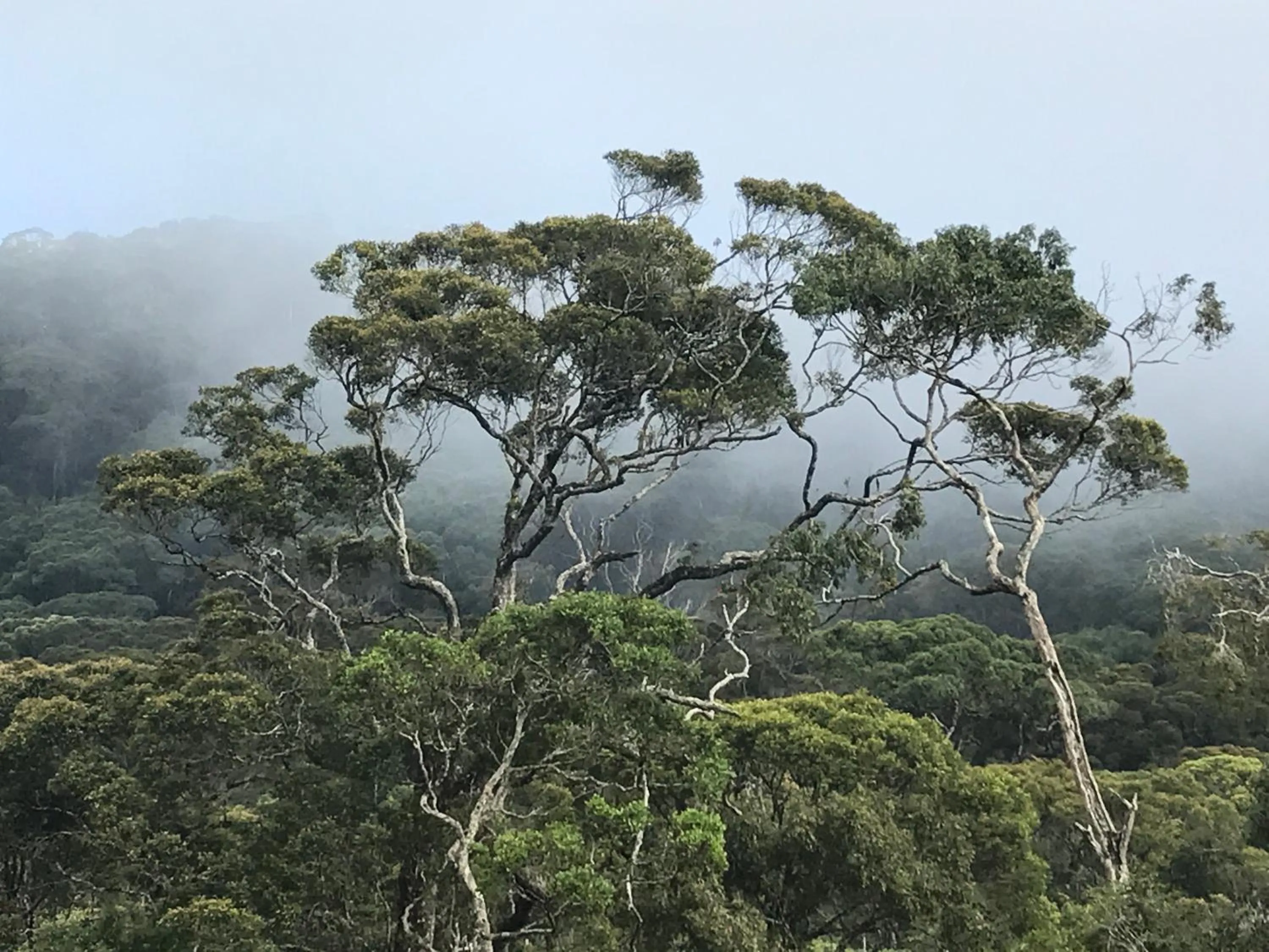 On site in The Rainforest Ecolodge - Sinharaja with Shuttle Service from Car Park