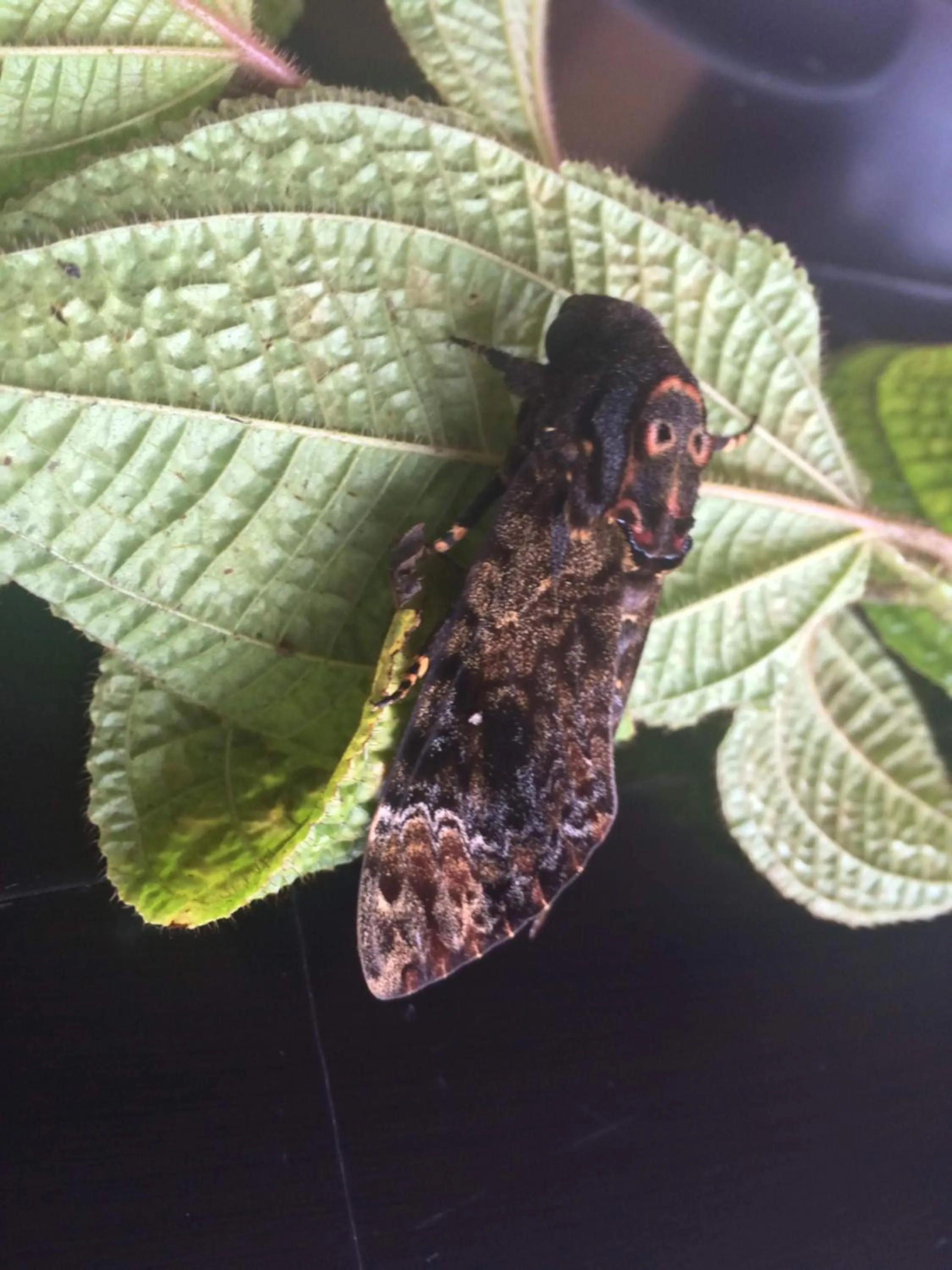 Animals in The Rainforest Ecolodge - Sinharaja with Shuttle Service from Car Park