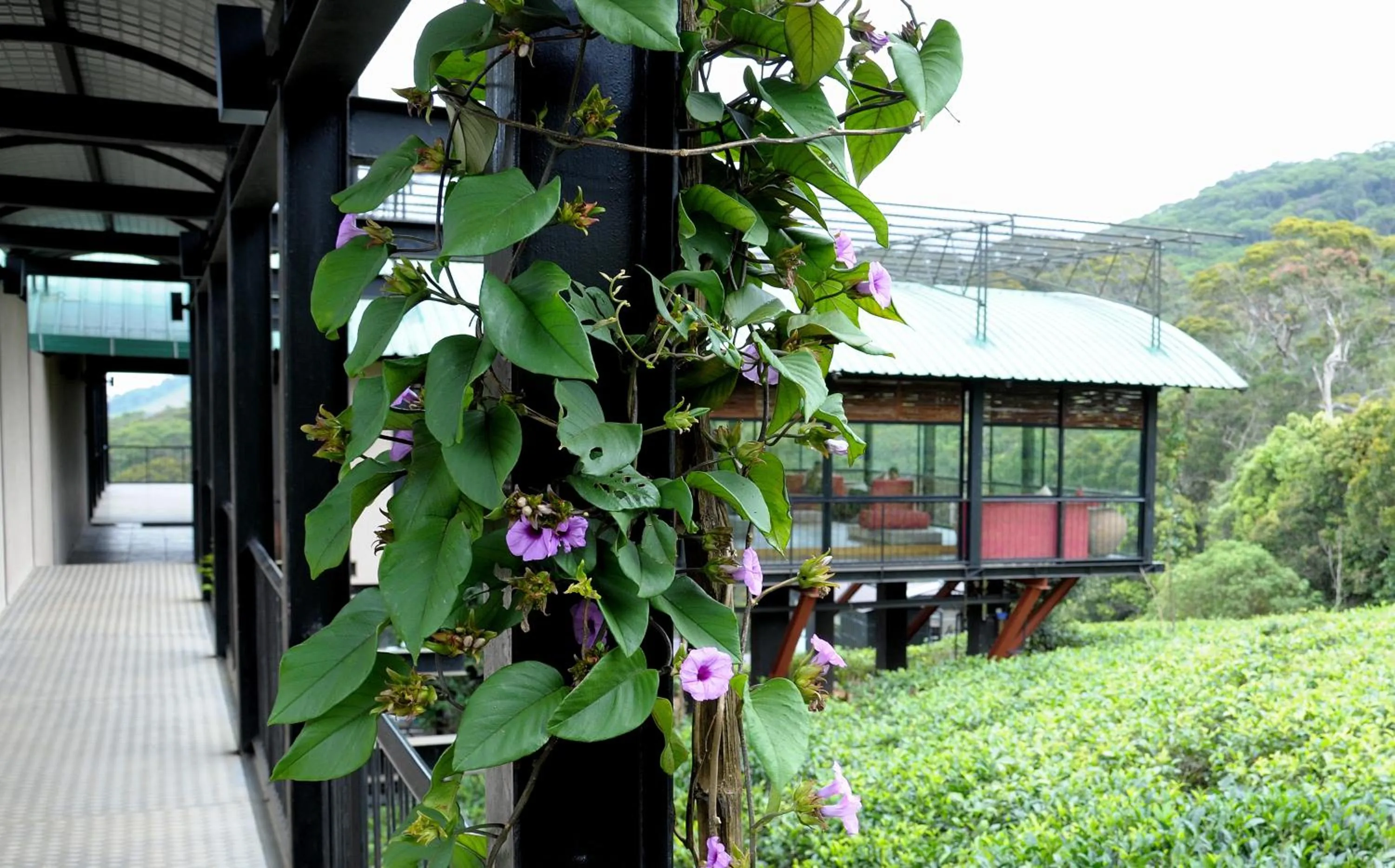 Facade/entrance in The Rainforest Ecolodge - Sinharaja with Shuttle Service from Car Park