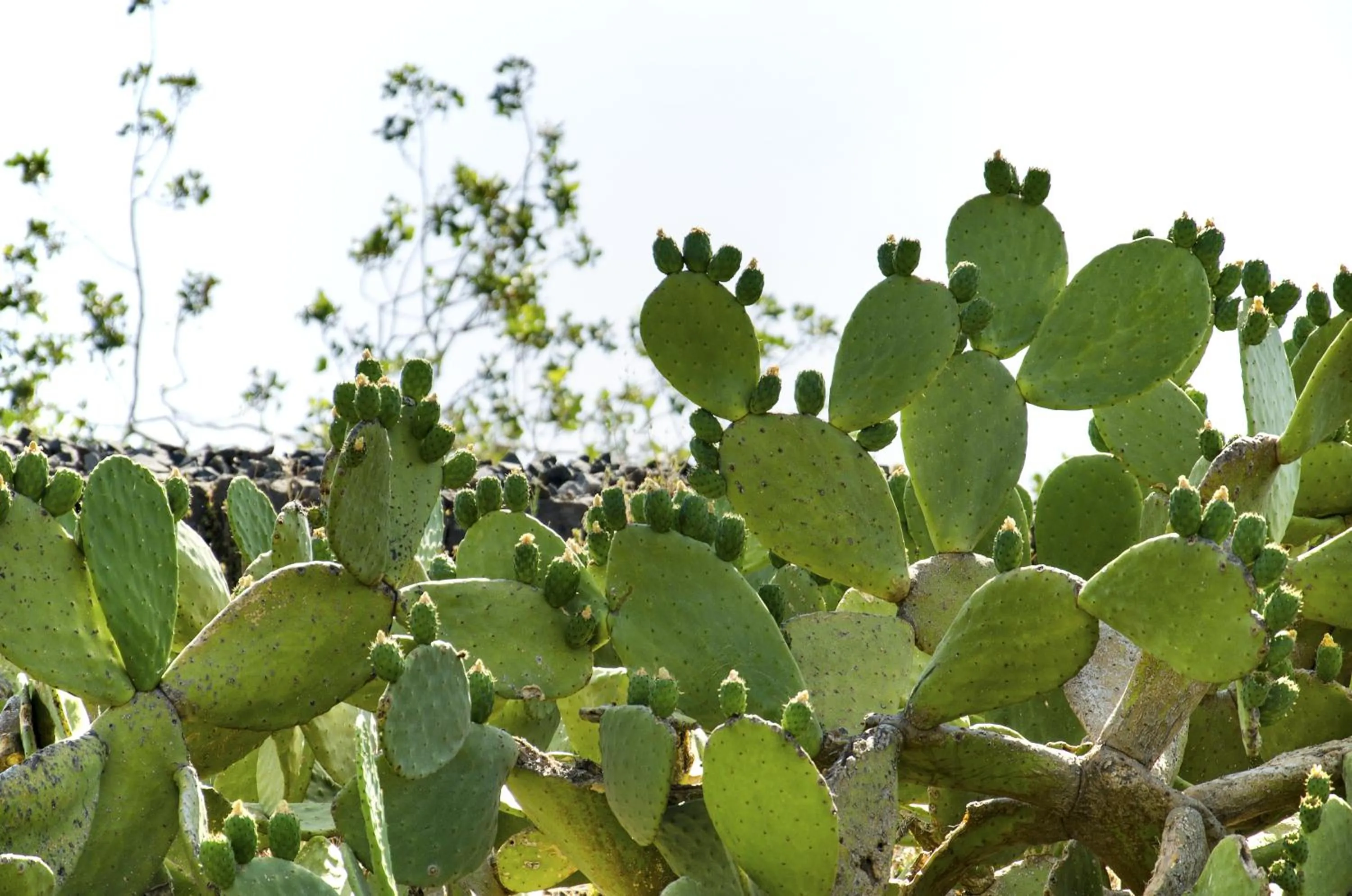 Day in La Fucina di Vulcano