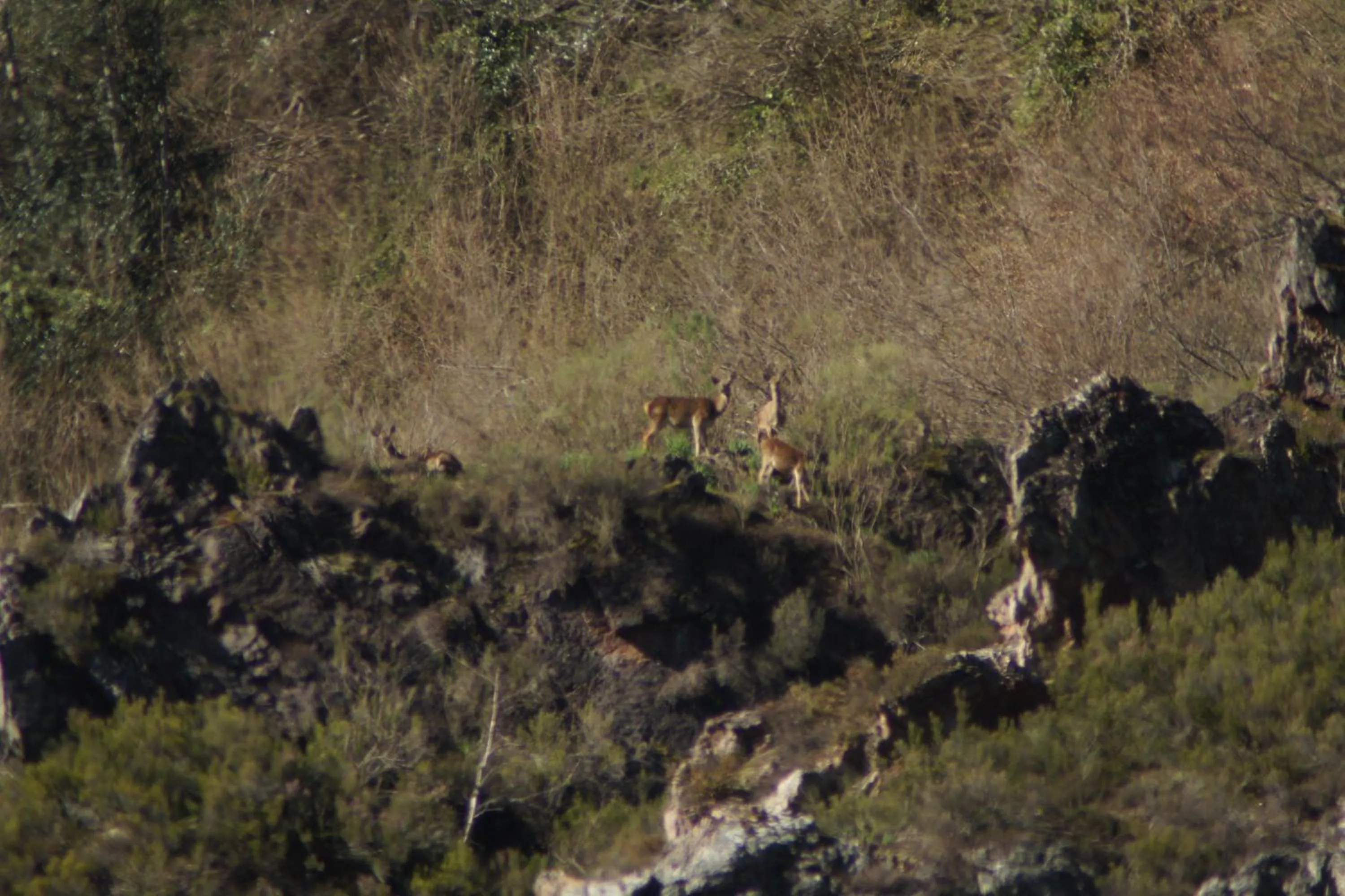 Animals in Hotel Castillo del Alba