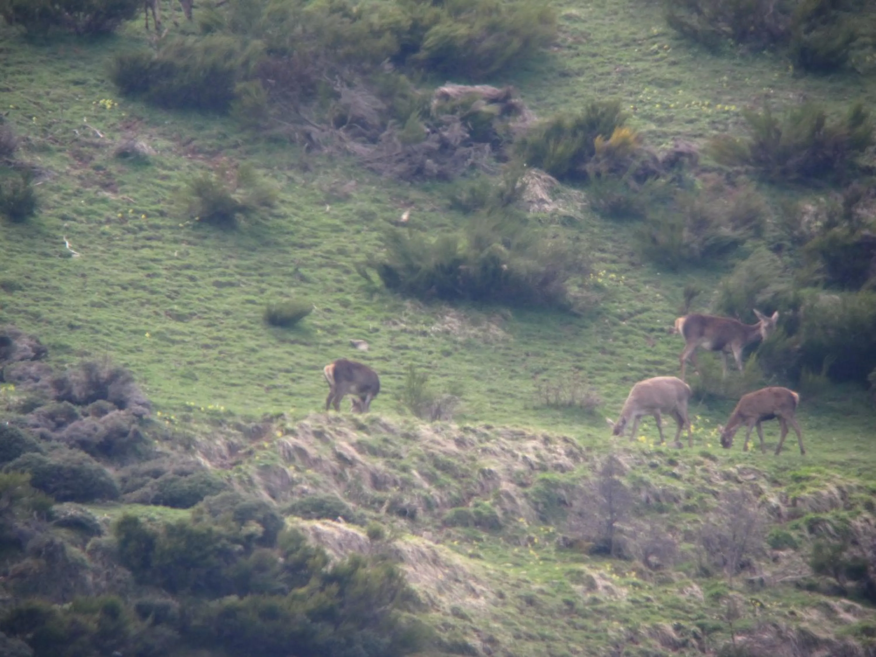 Animals in Hotel Castillo del Alba