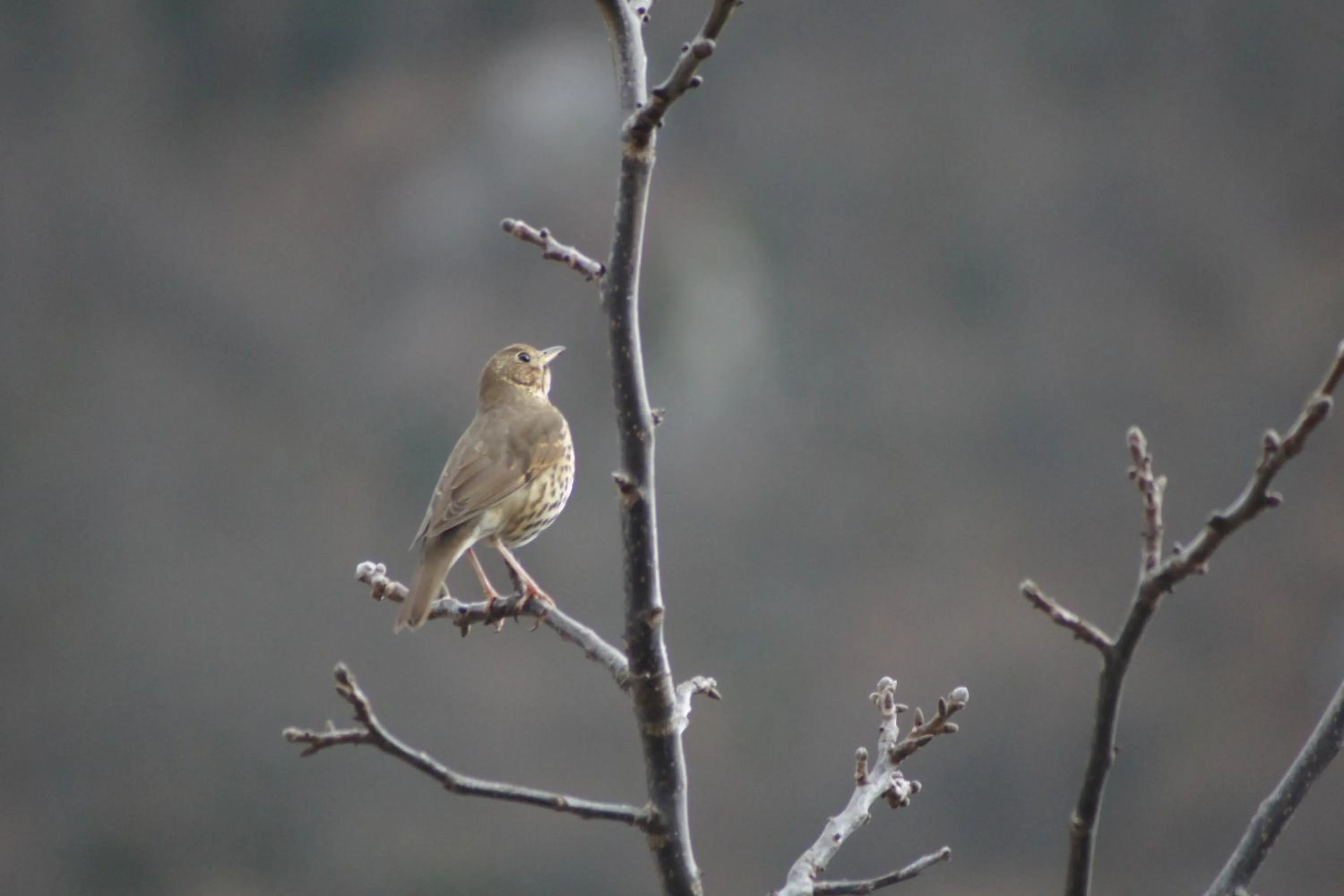 Animals in Hotel Castillo del Alba