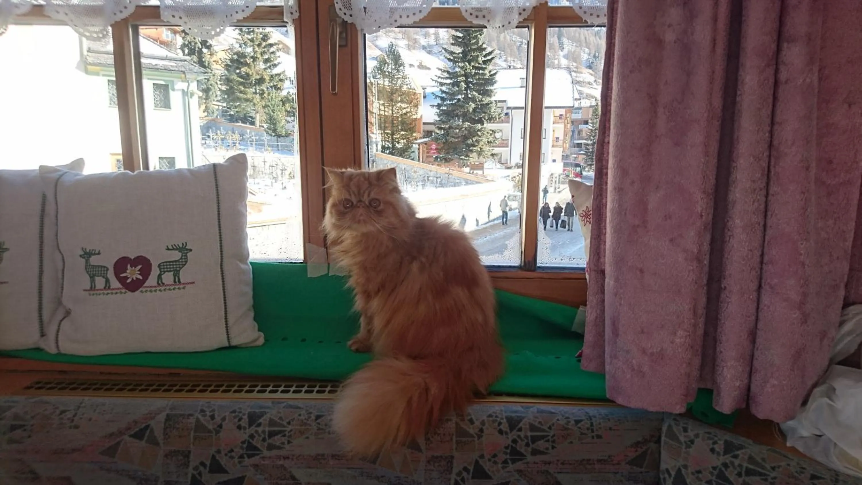Pets in Residence Ploner