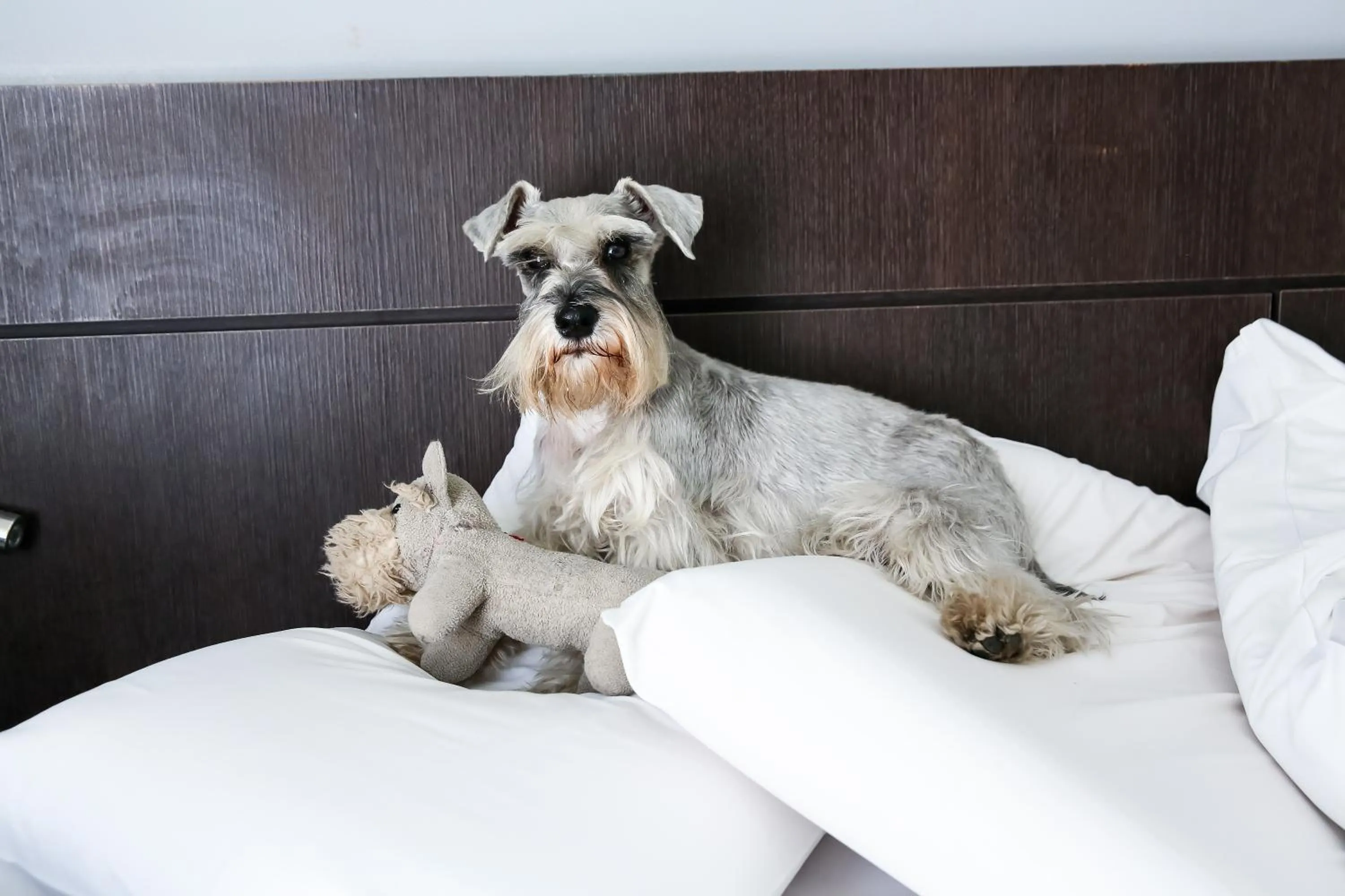 Pets in San Diego Suites Pampulha Hotel - Oficial