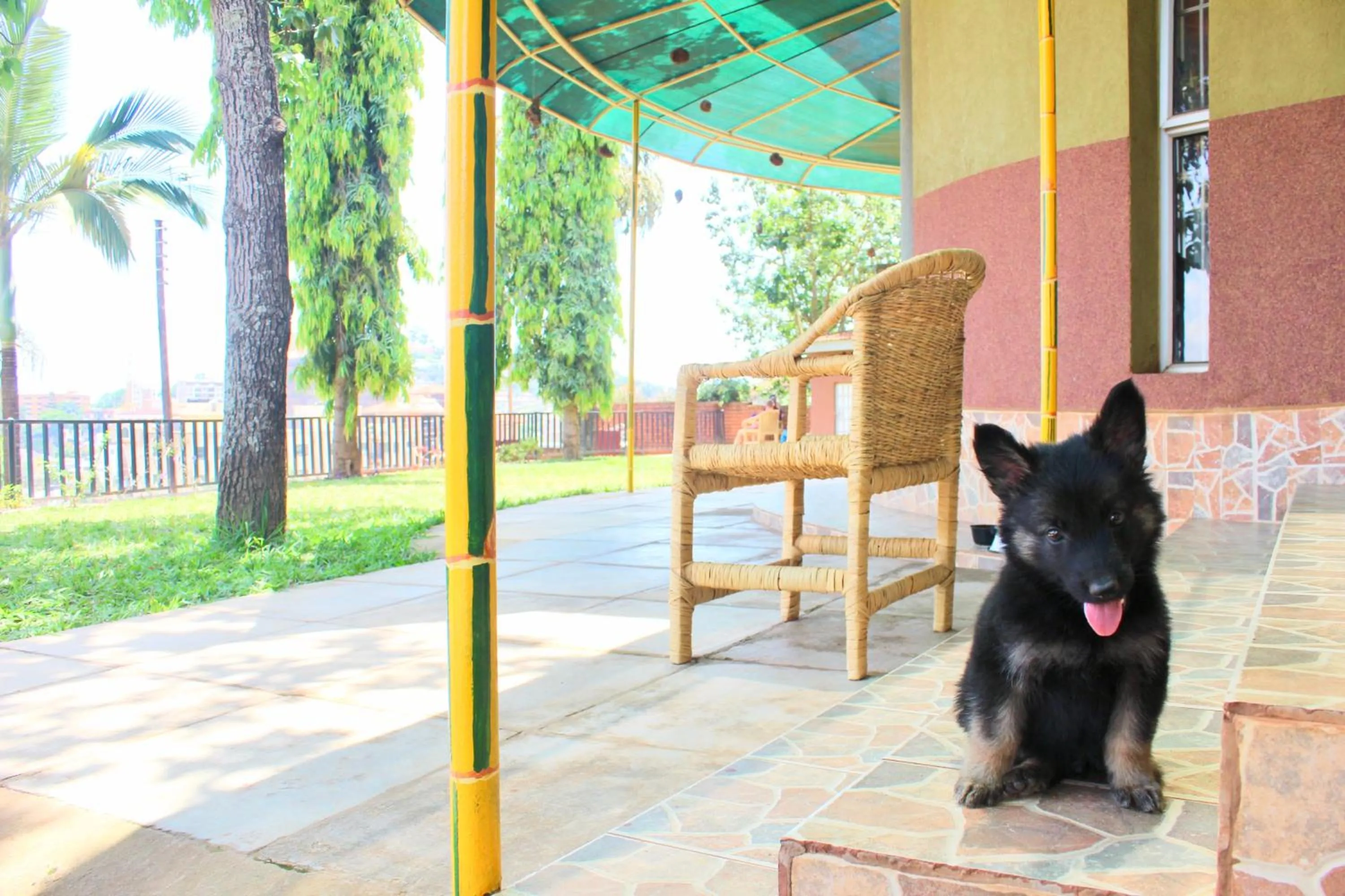 Pets in Acacia Villa Kampala