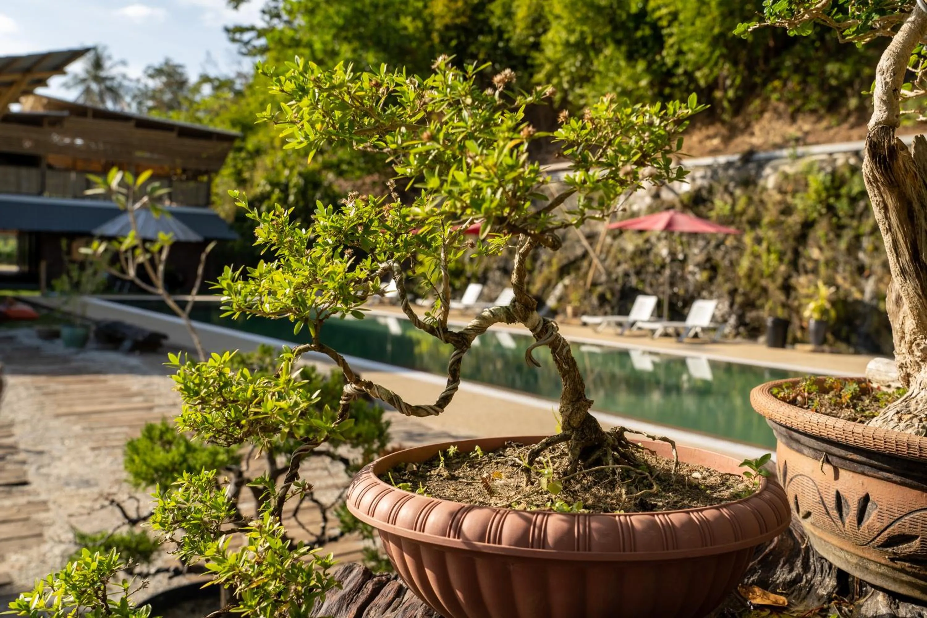 Garden in Bamboo Cottage Langkawi