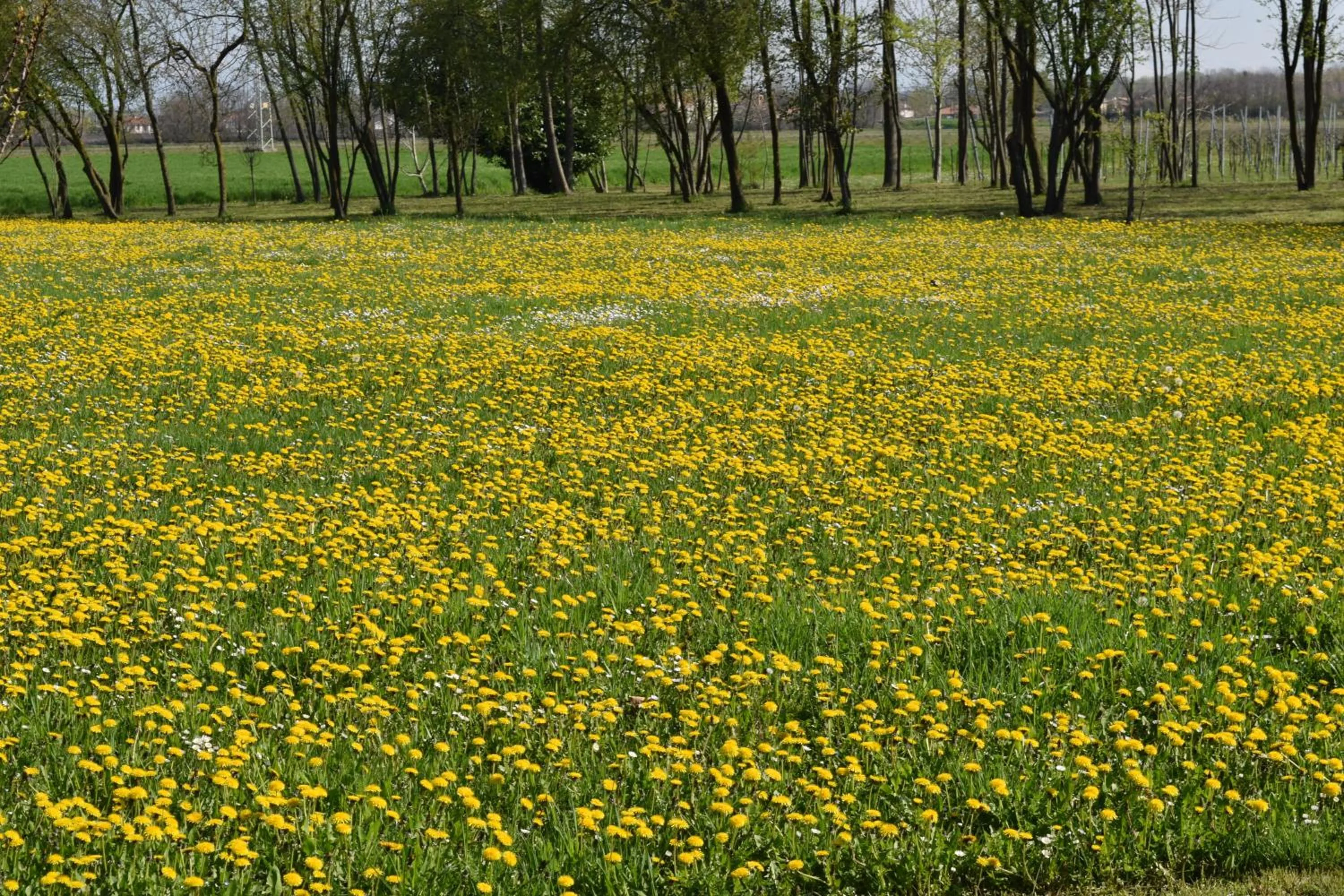 Garden in Al Vecchio Fienile
