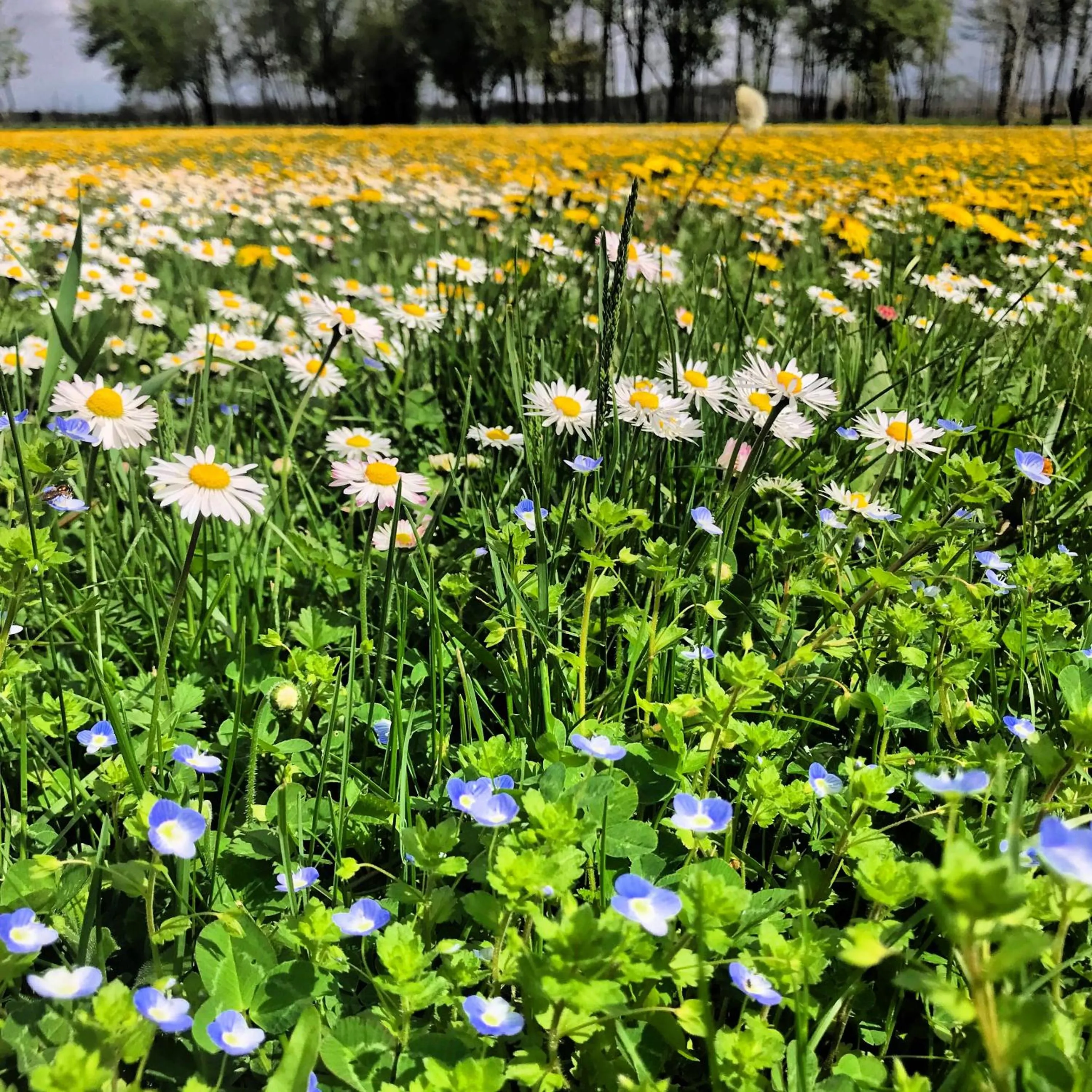 Garden in Al Vecchio Fienile