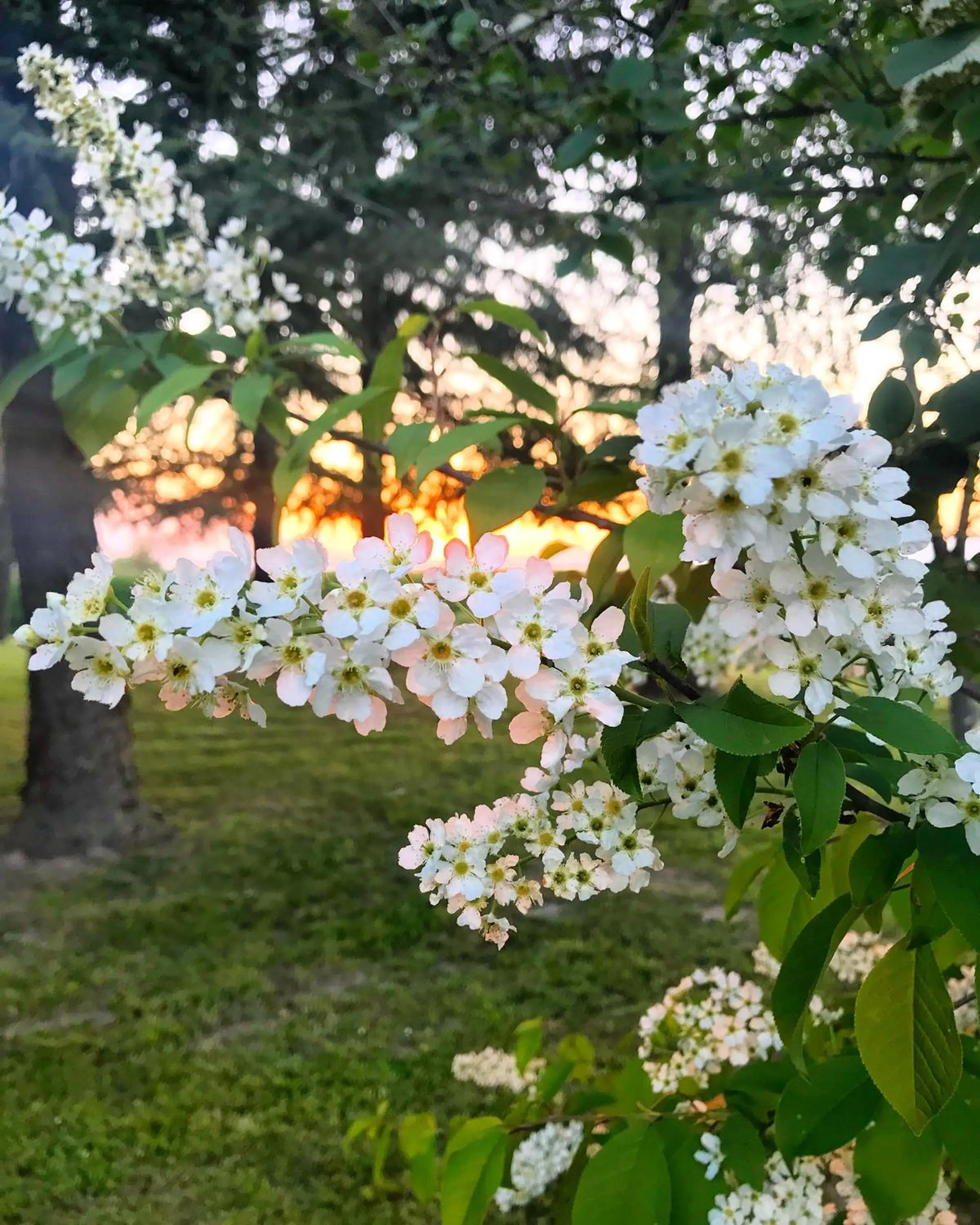 Garden in Al Vecchio Fienile