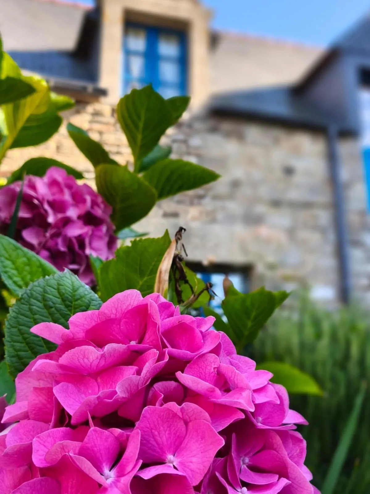 Garden in Manoir Des Douets Fleuris
