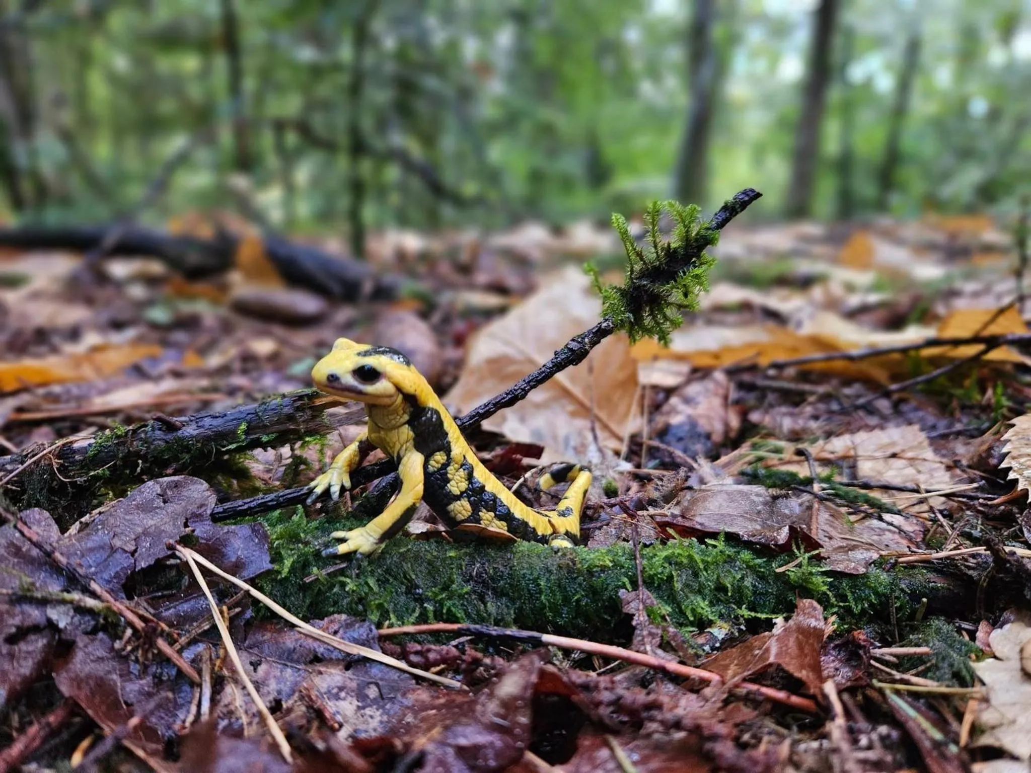 Garden in Camping du Lac