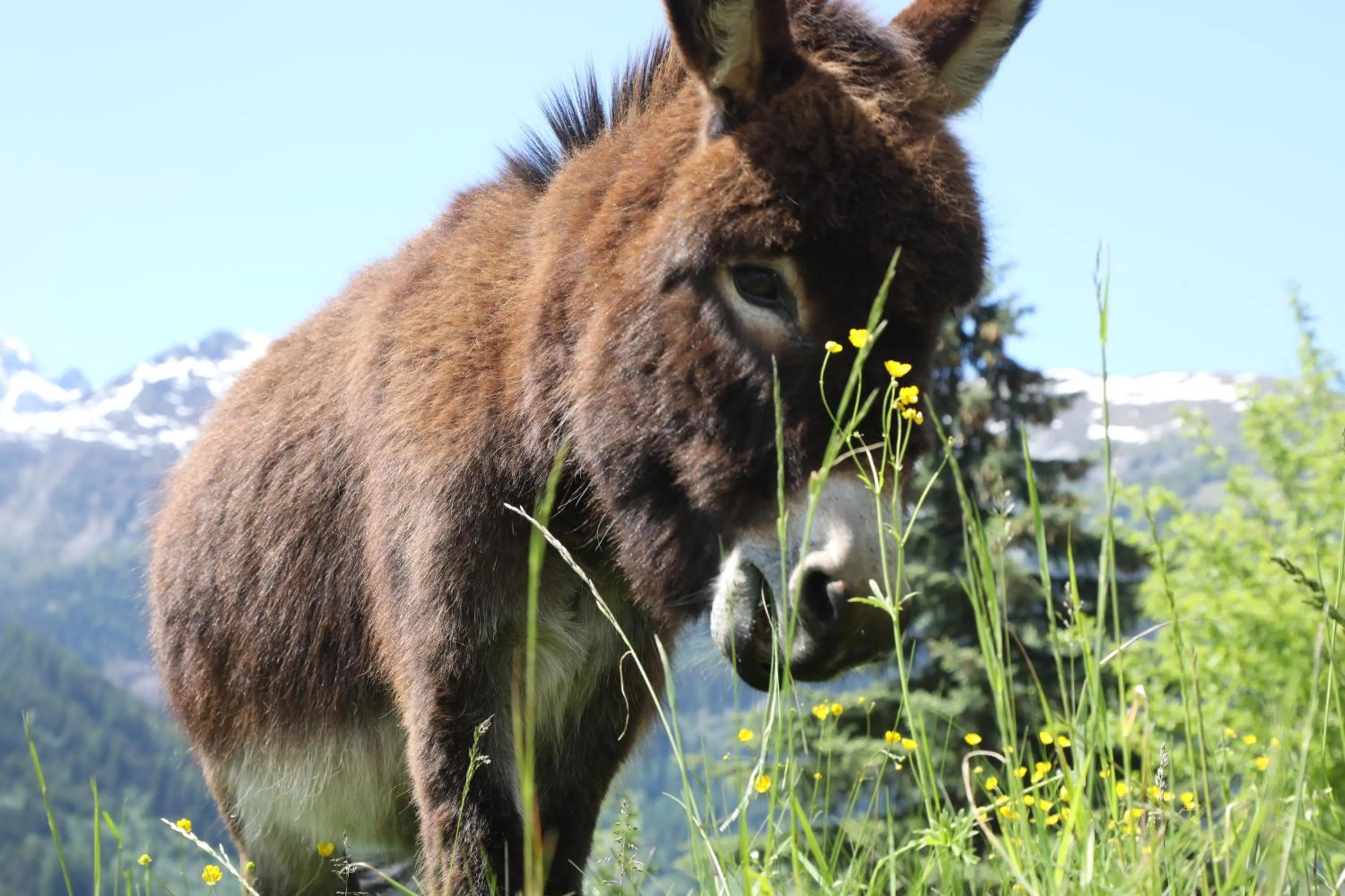 Pets in Hotel Schlosswirt