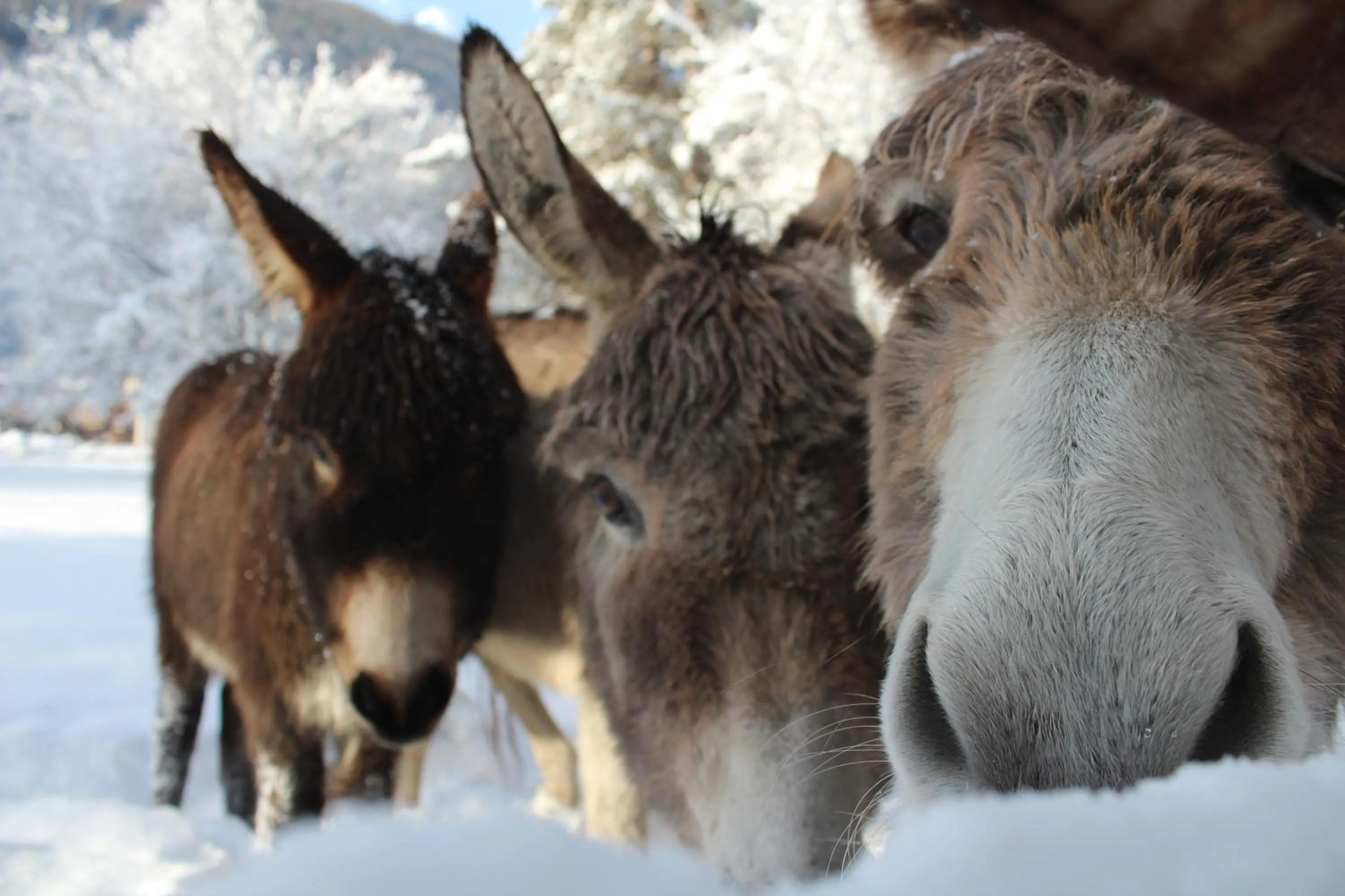 Pets in Hotel Schlosswirt