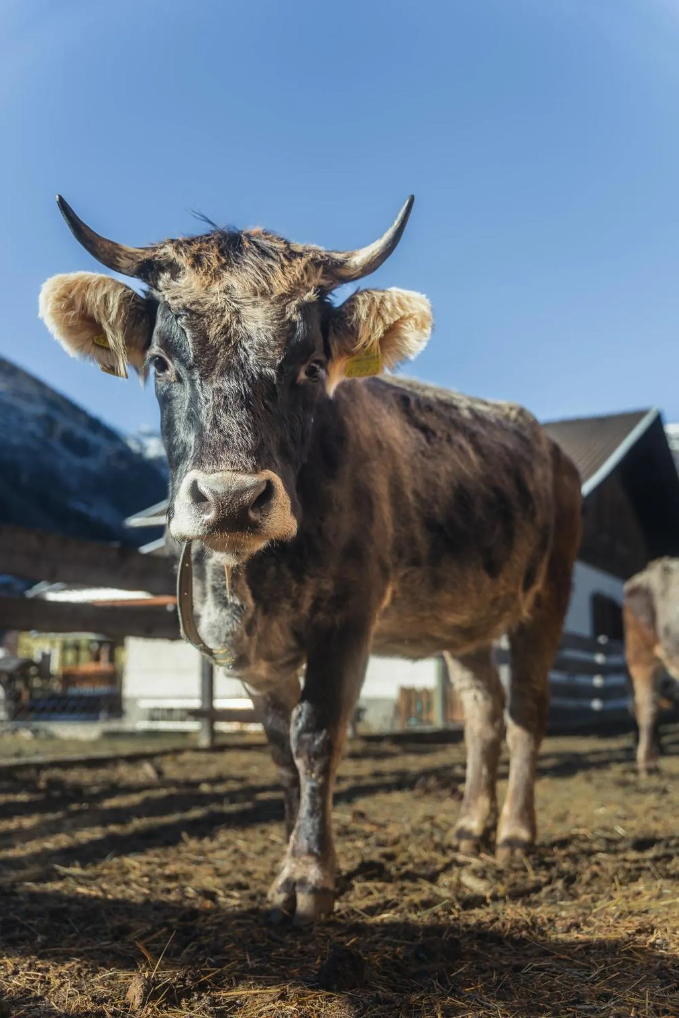 Pets in Hotel Schlosswirt