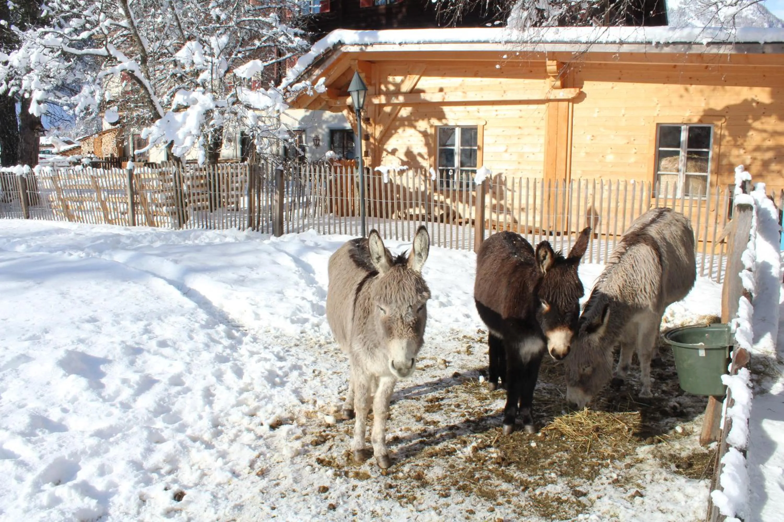 Animals in Hotel Schlosswirt
