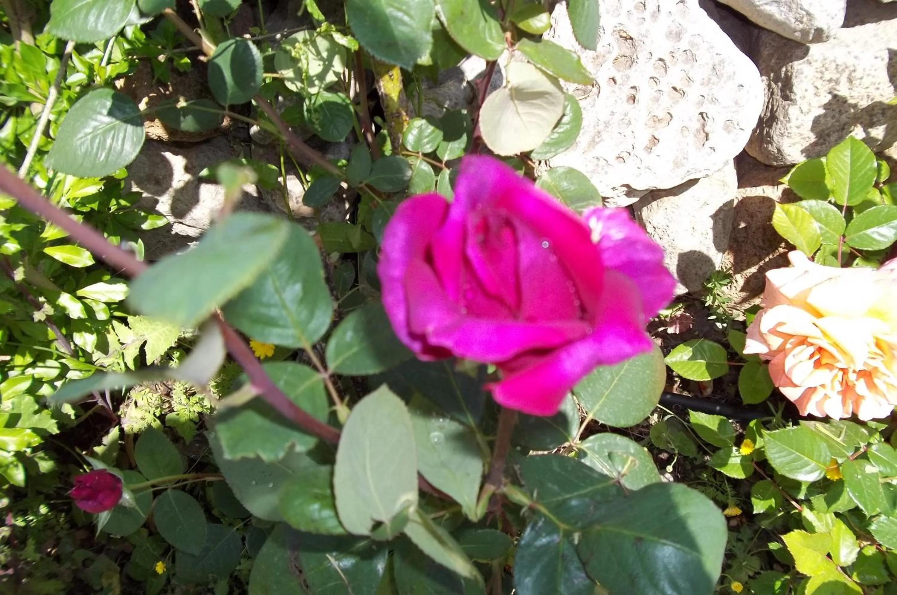 Garden in Il Vecchioliveto di Ornella