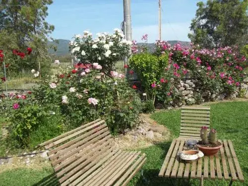 Il Vecchioliveto di Ornella Il Vecchioliveto di Ornella