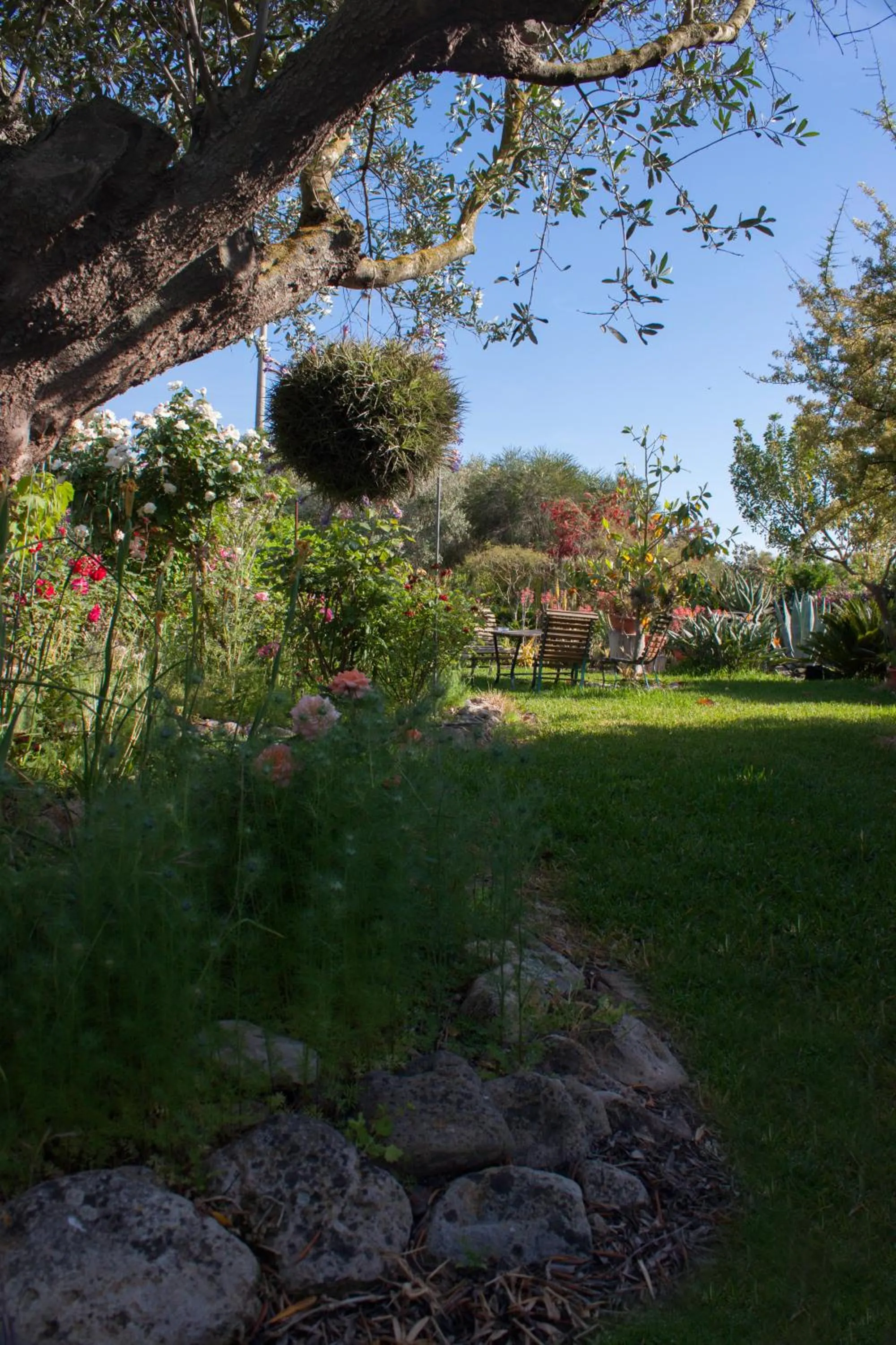 Garden view in Il Vecchioliveto di Ornella